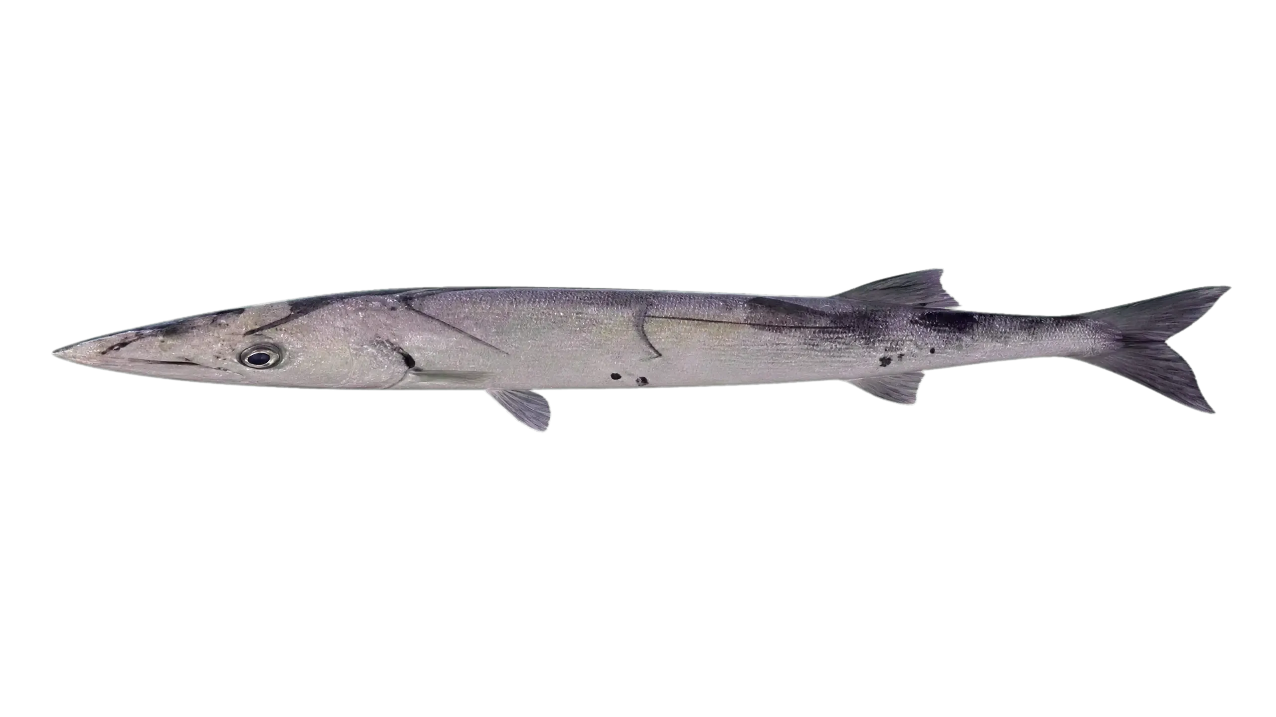 great barracuda (Sphyraena barracuda) specimen