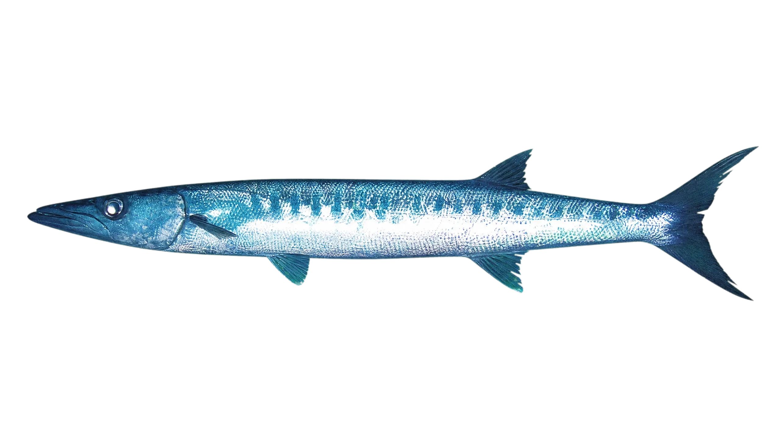 Sawtooth barracuda (Sphyraena putnamae) specimen