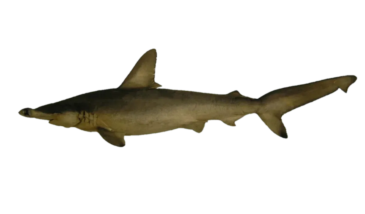 Carolina hammerhead (Sphyrna gilberti) specimen