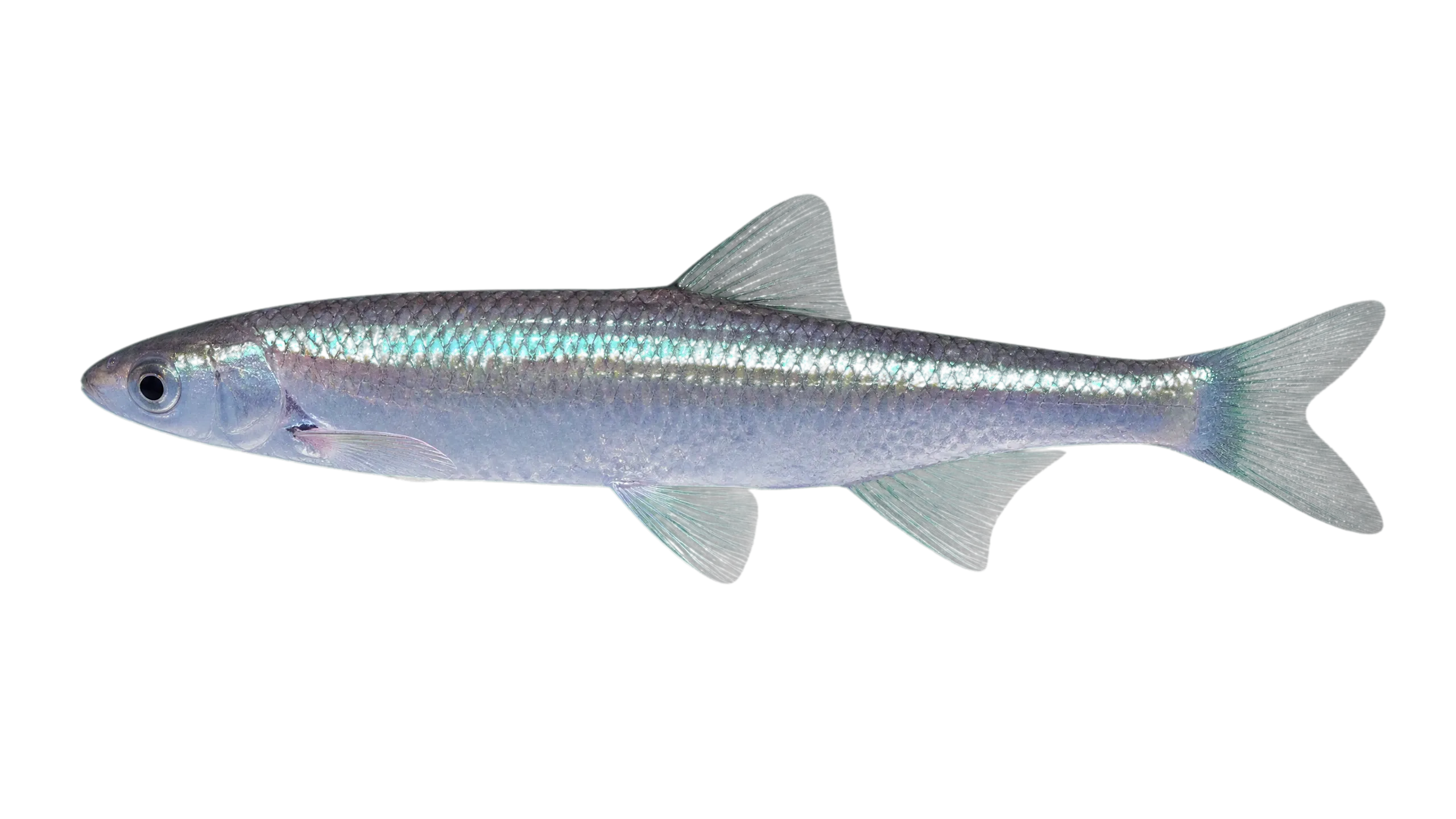 New Zealand blueback sprat (Sprattus antipodum) specimen