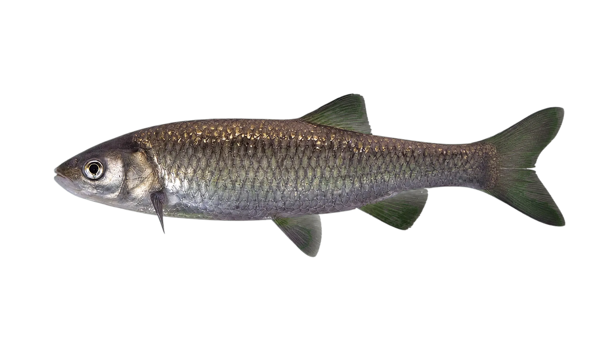 Squalius janae (Squalius janae) specimen
