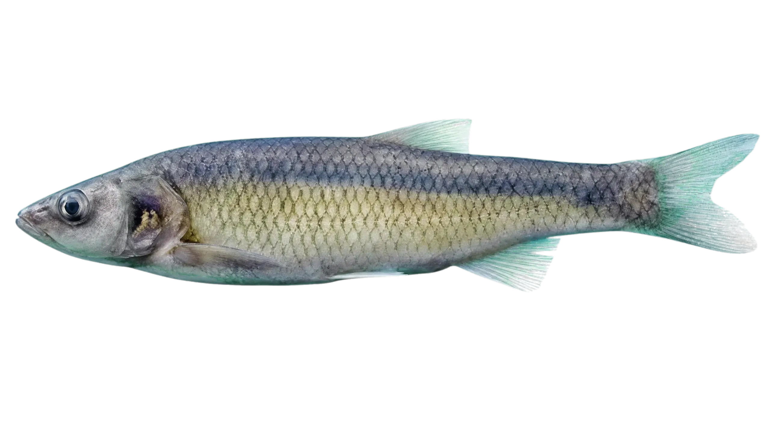 Striped chub (Squalius kottelati) specimen