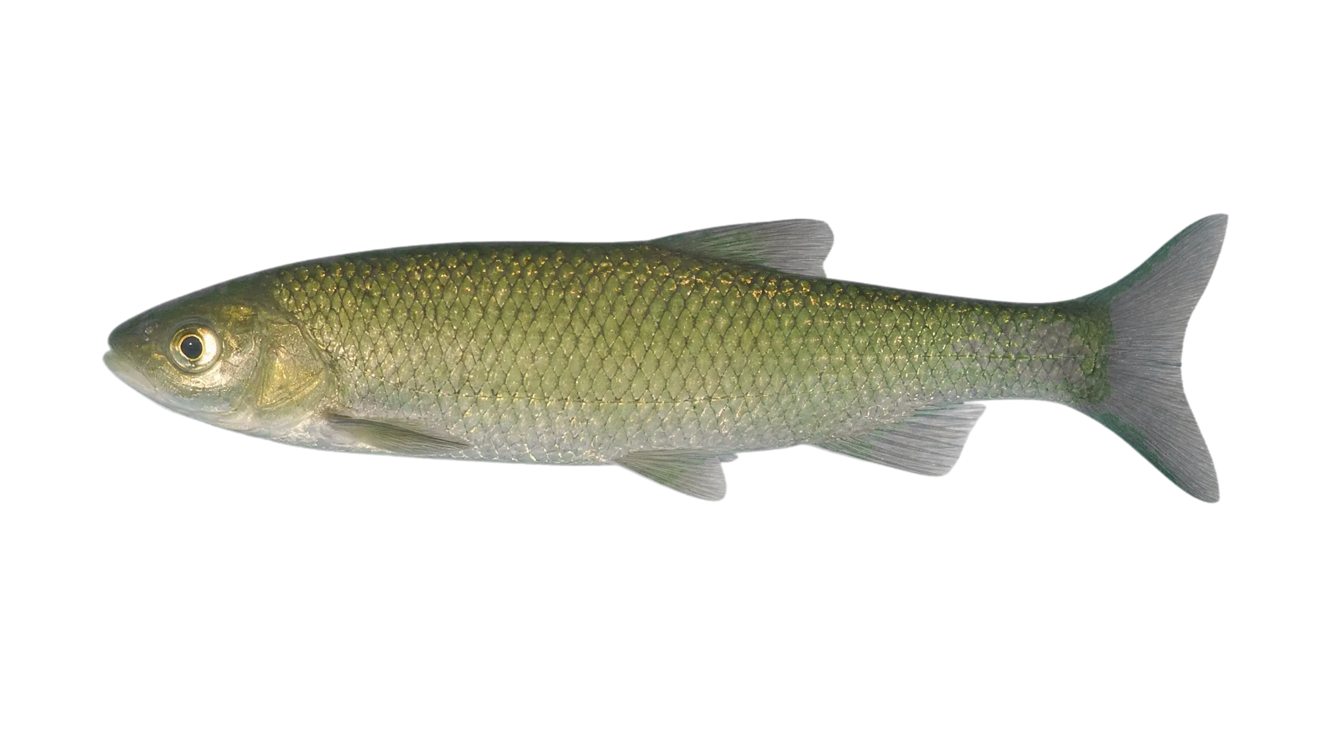 Catalan chub (Squalius laietanus) specimen