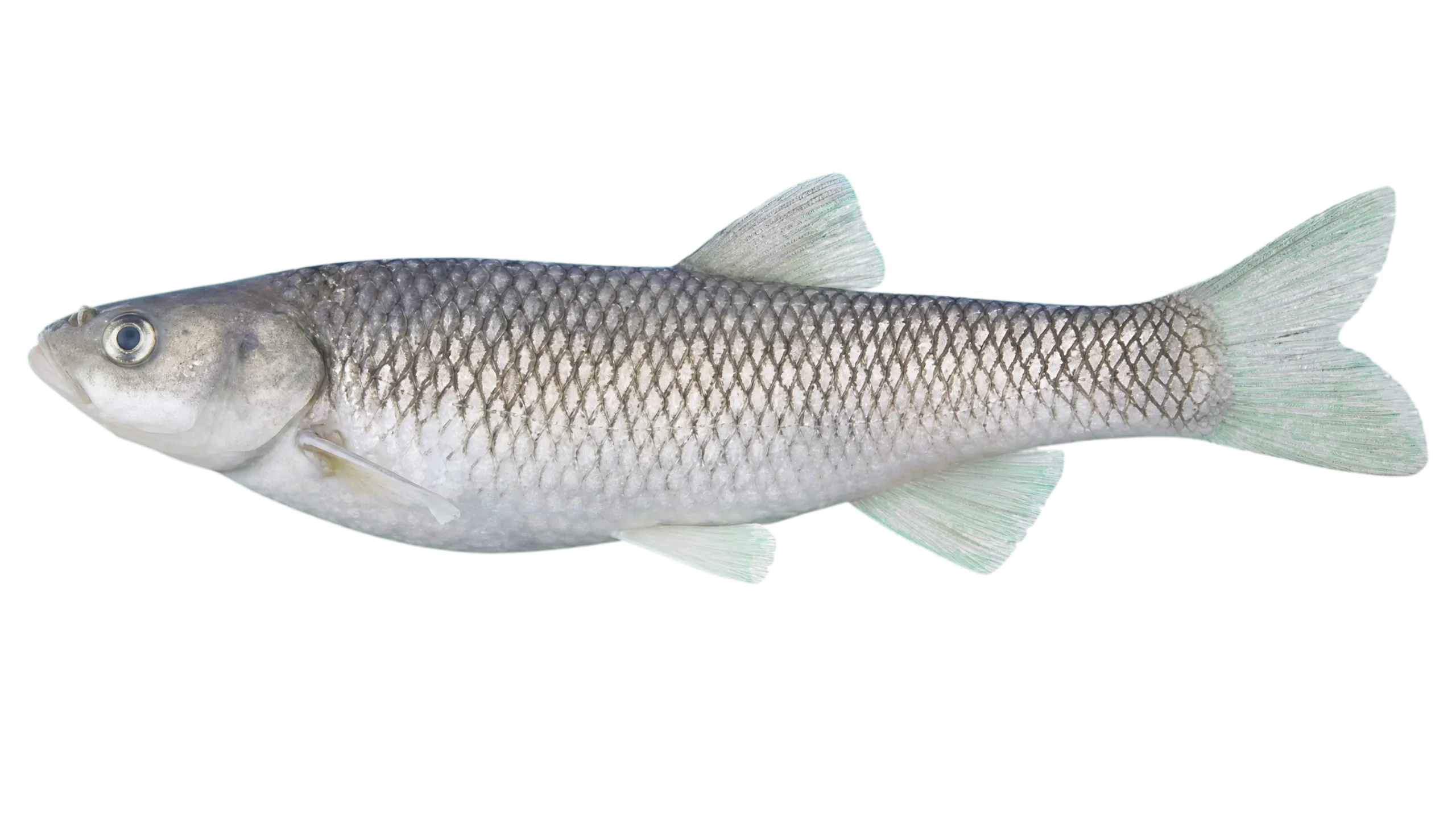 Tigris dace (Squalius lepidus) specimen