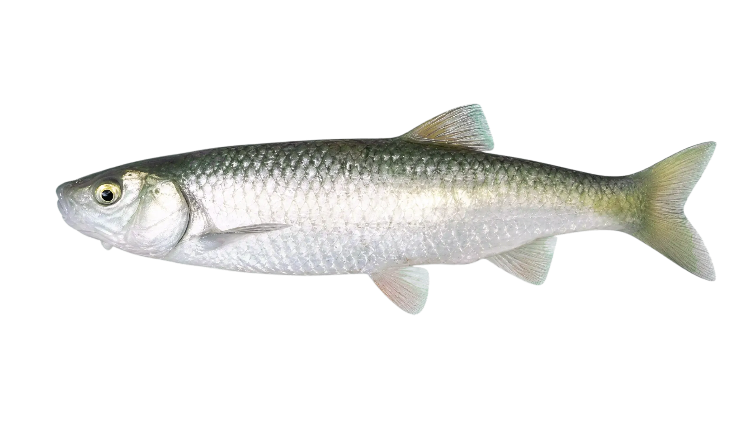Pamvotis chub (Squalius pamvoticus) specimen