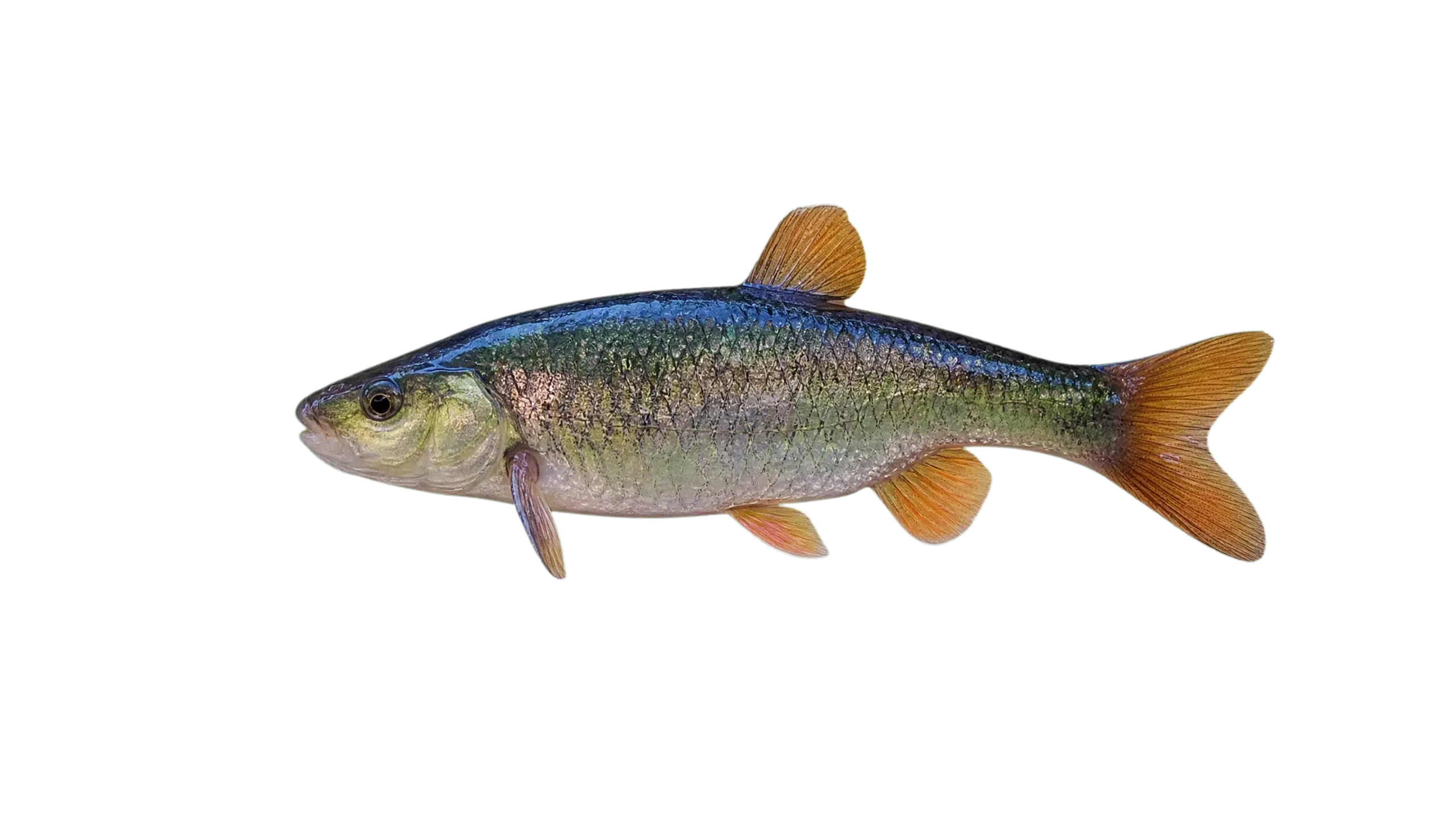 Torgal chub (Squalius torgalensis) specimen
