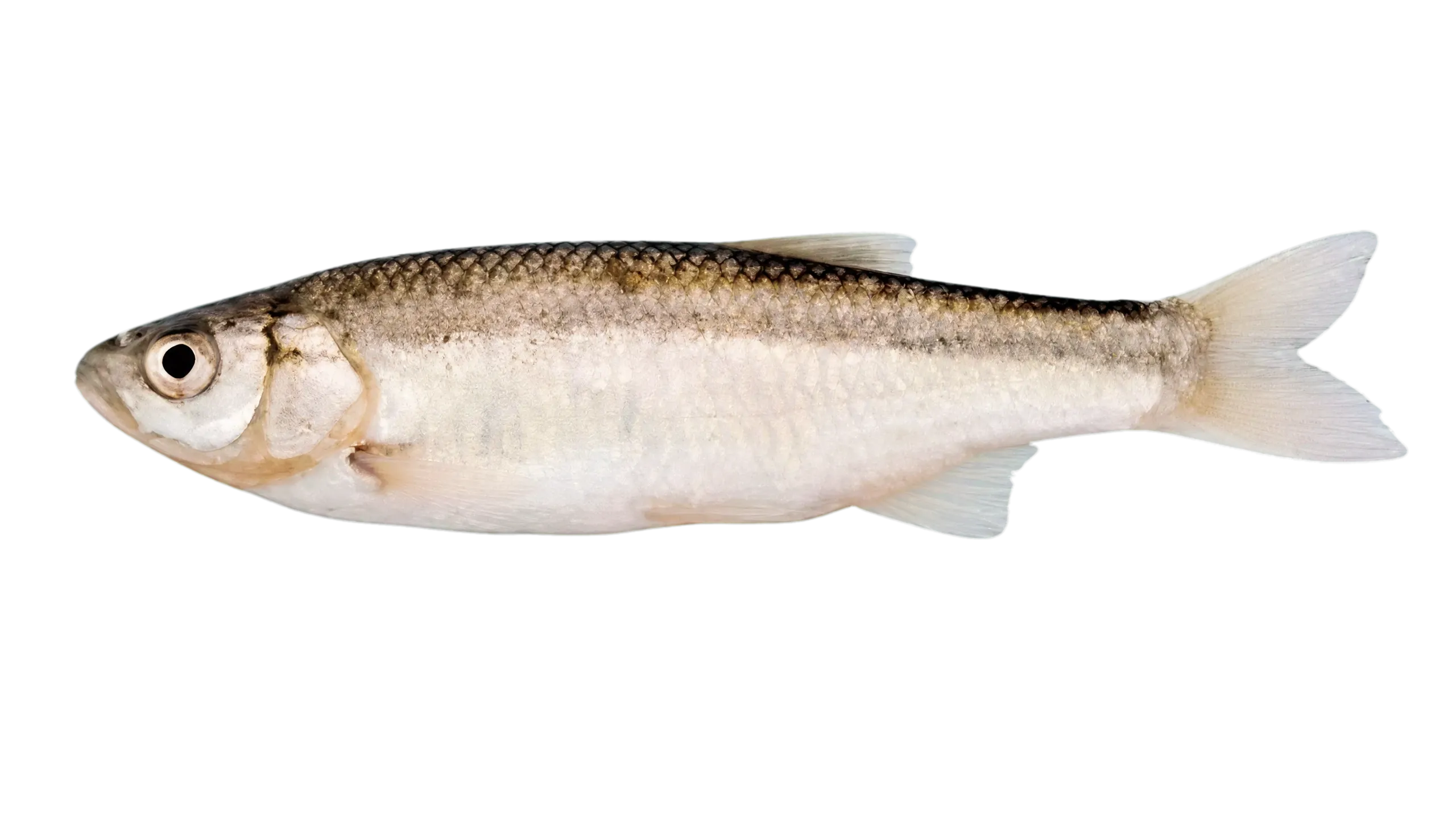 Squalius ulanus (Squalius ulanus) specimen