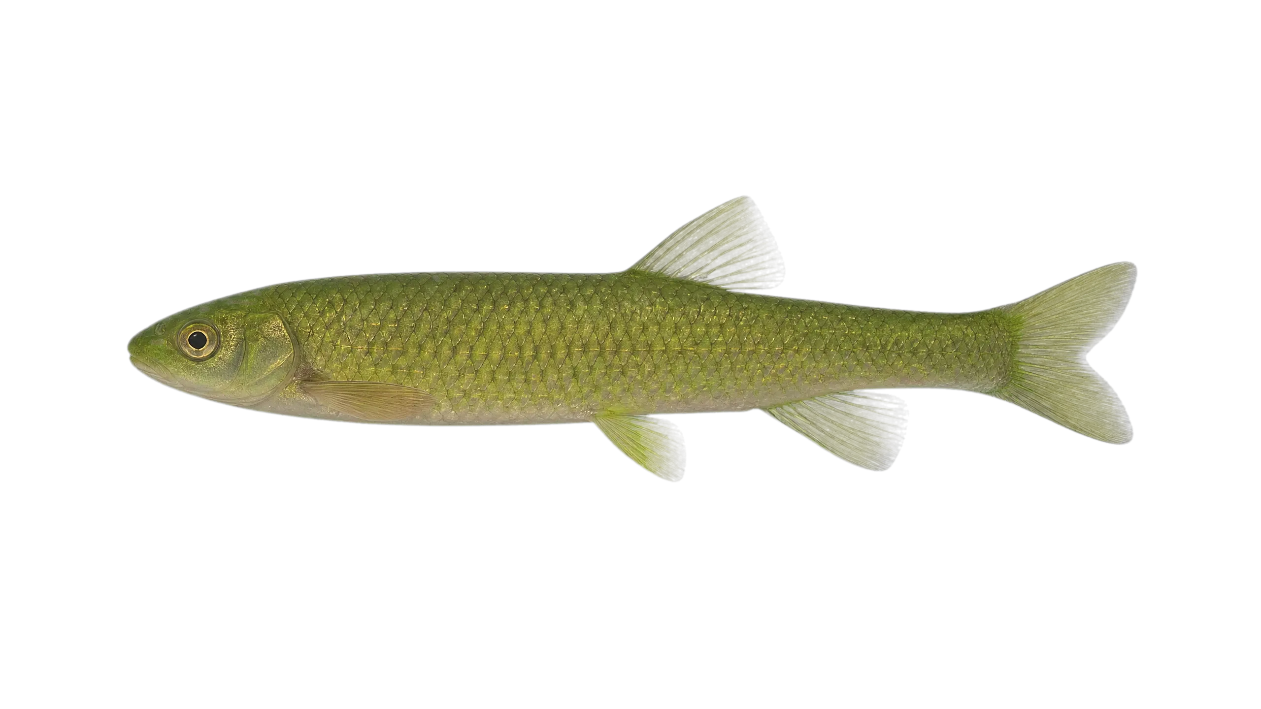 Vardar chub (Squalius vardarensis) specimen