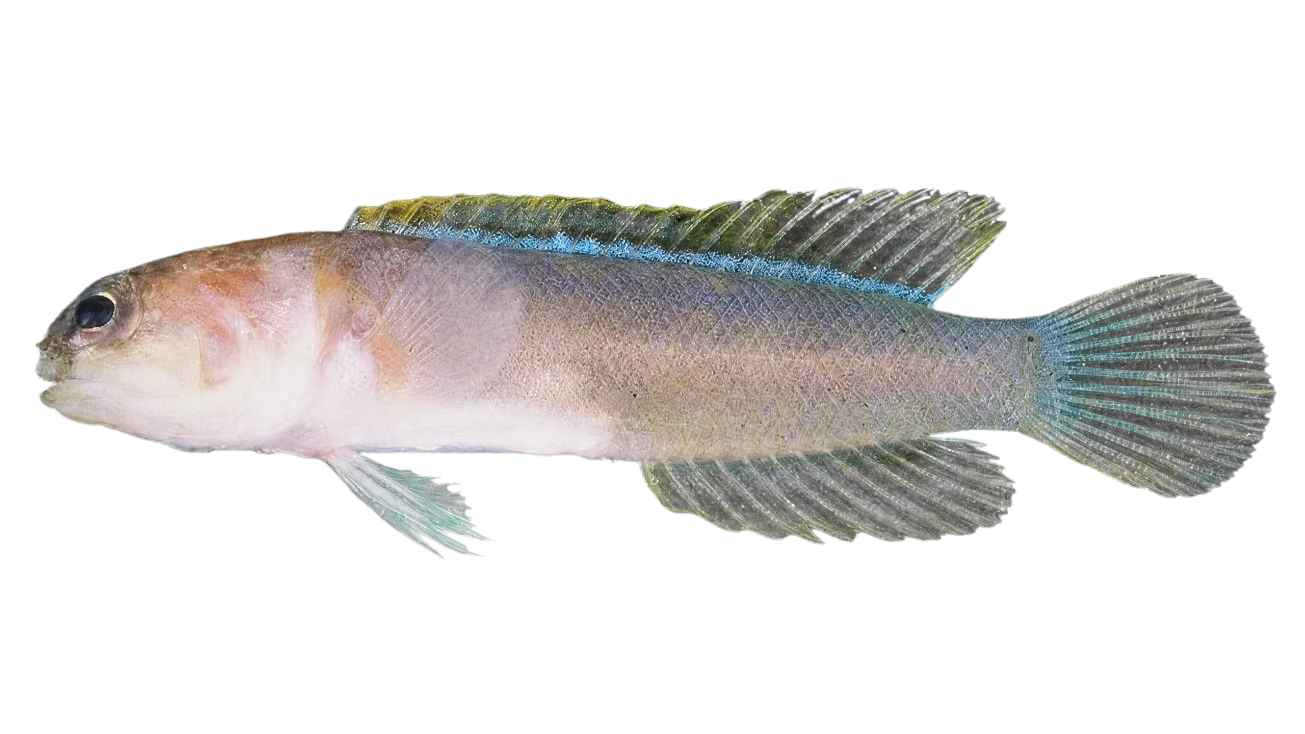 Solitary jawfish (Stalix eremia) specimen