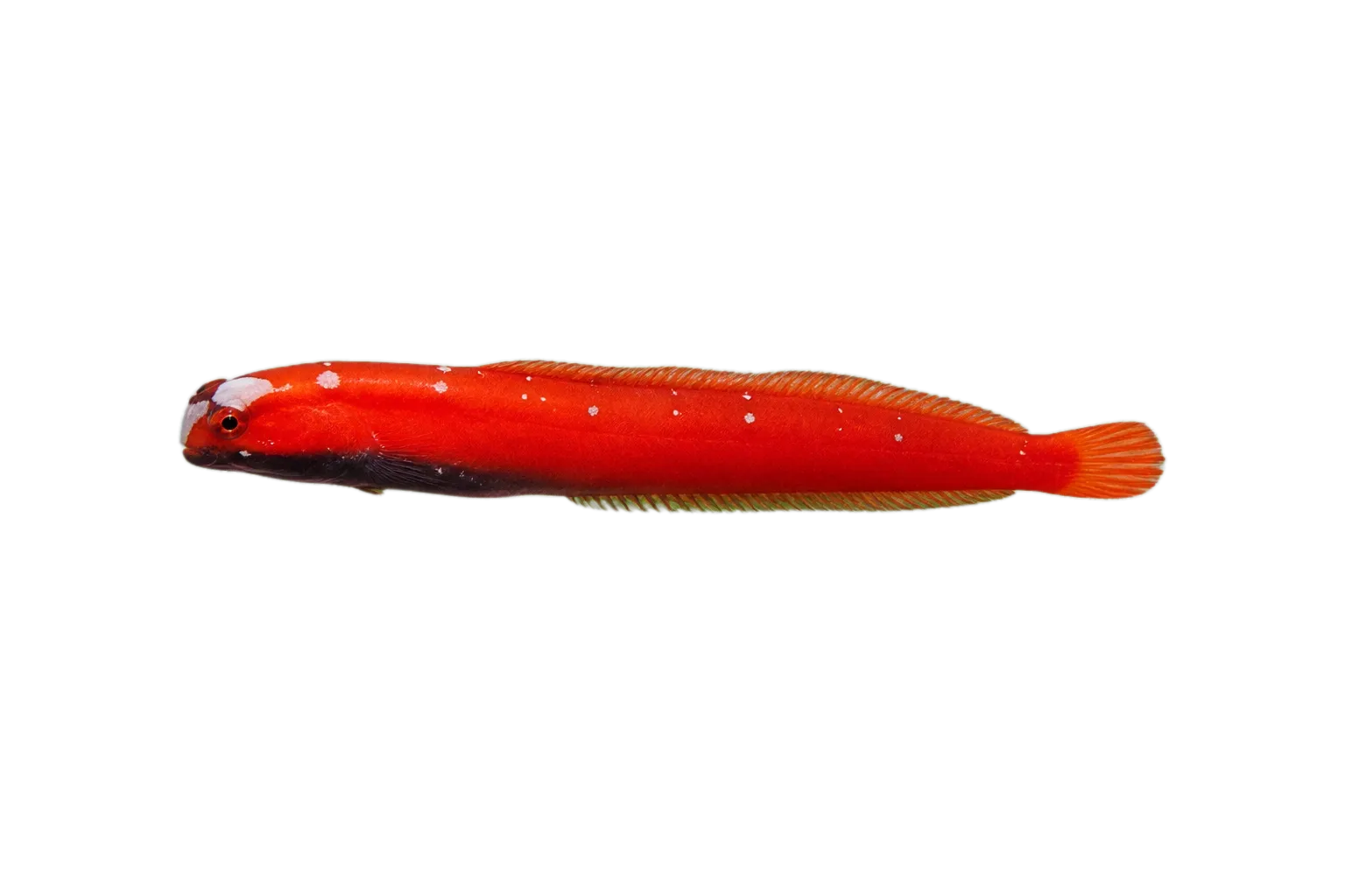 Blackbelly blenny (Stathmonotus hemphillii) specimen