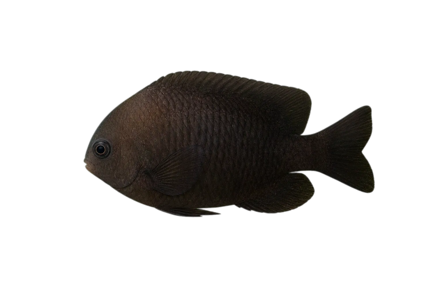 dusky damselfish (Stegastes adustus) specimen