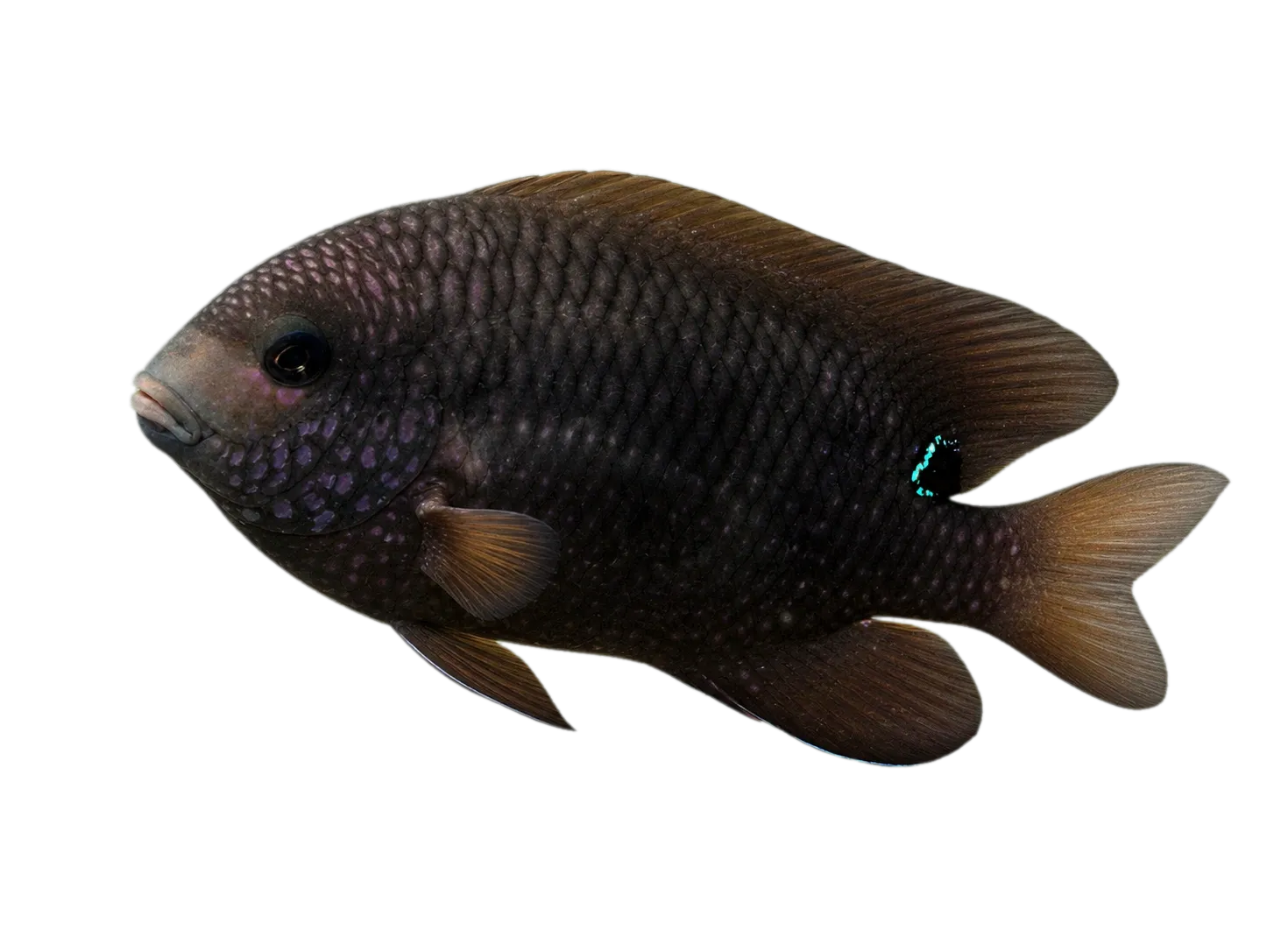 Blunt snout gregory (Stegastes punctatus) specimen