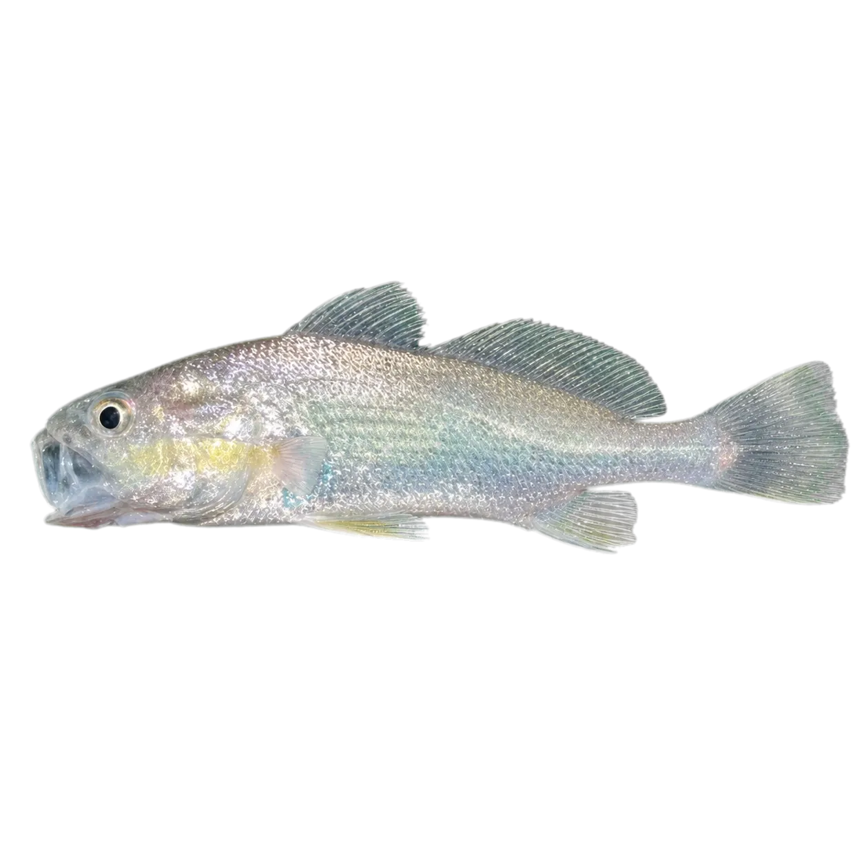 Stardrum (Stellifer colonensis) specimen