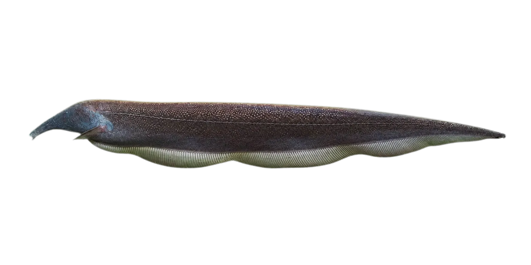 Retzer’s tube-snouted ghost knifefish (Sternarchorhynchus retzeri) specimen