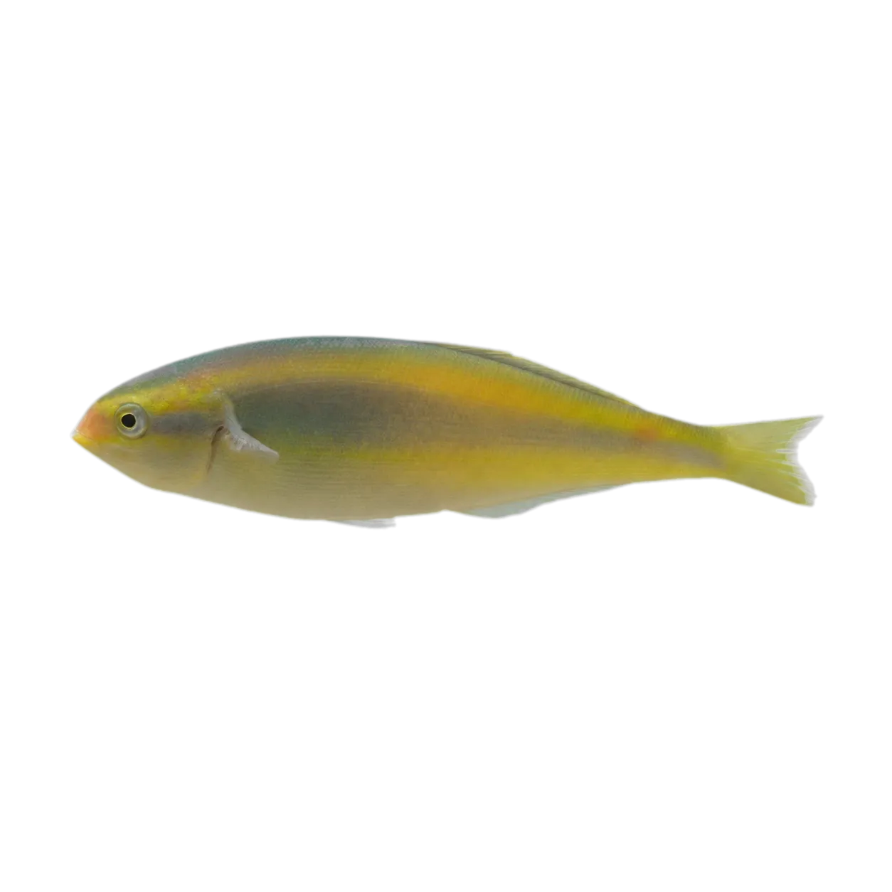 Southern Wrasse (Stethojulis notialis) specimen