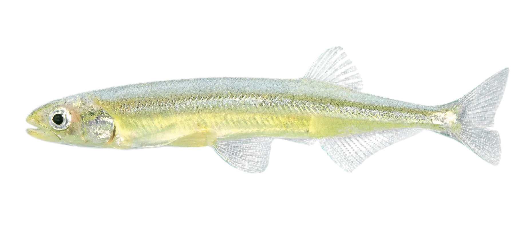 Stokell's smelt (Stokellia anisodon) specimen