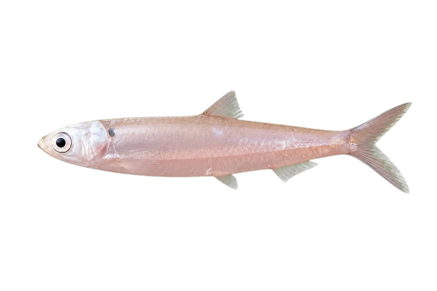 Samoan anchovy (Stolephorus apiensis) specimen
