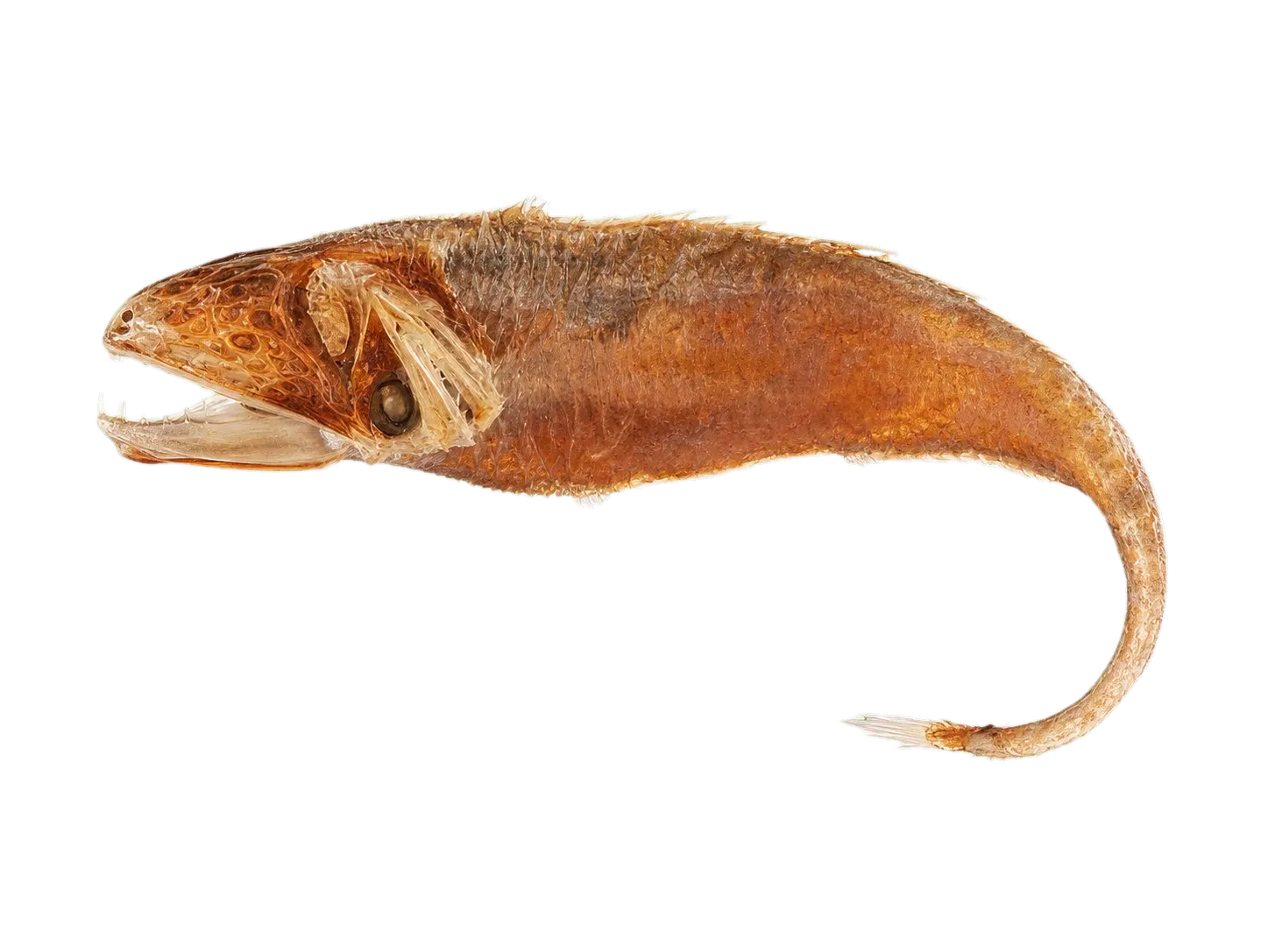 boa dragonfish (Stomias boa) specimen