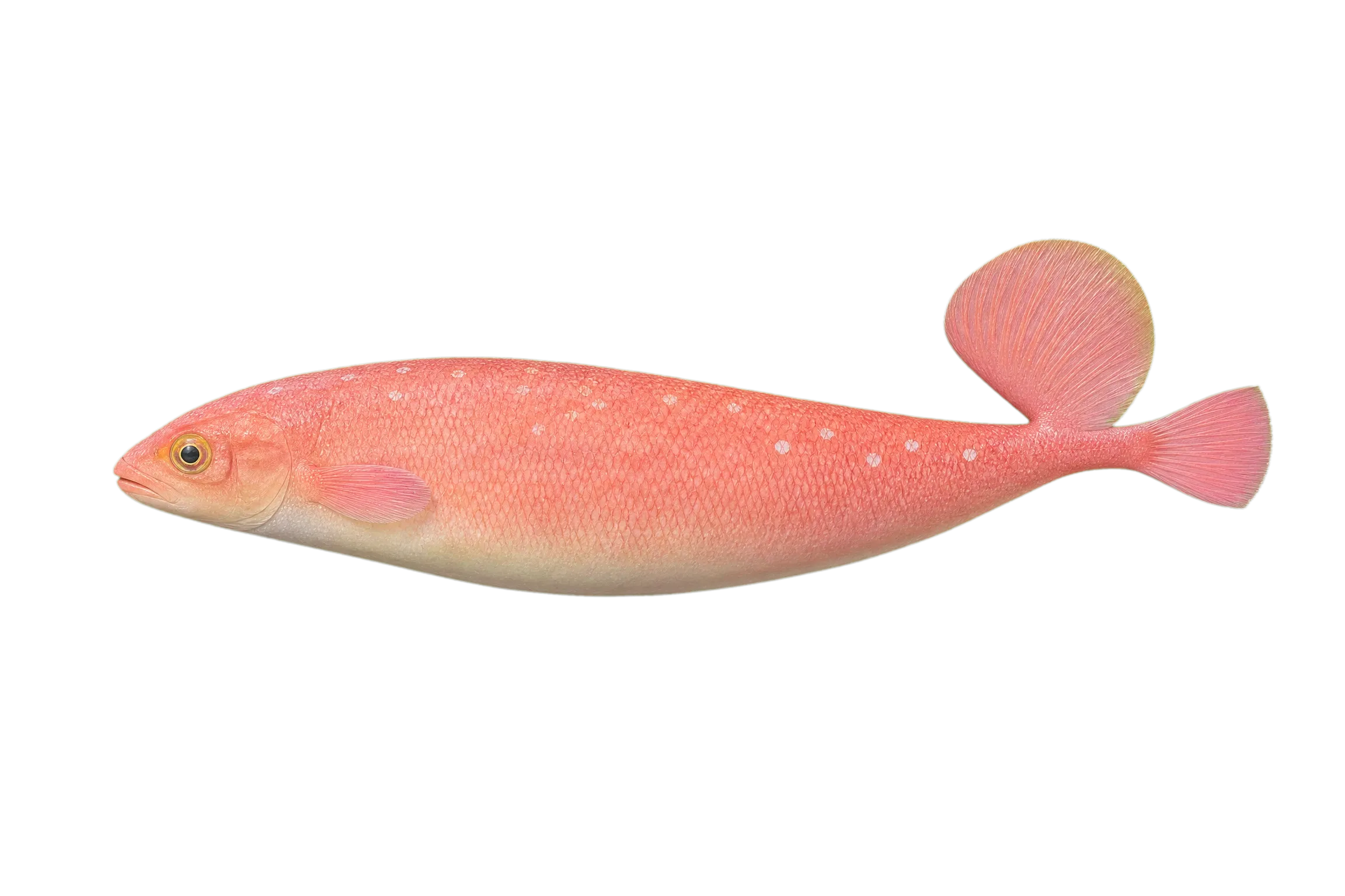 Tristan da Cunha rainbow wrasse (Suezichthys ornatus) specimen