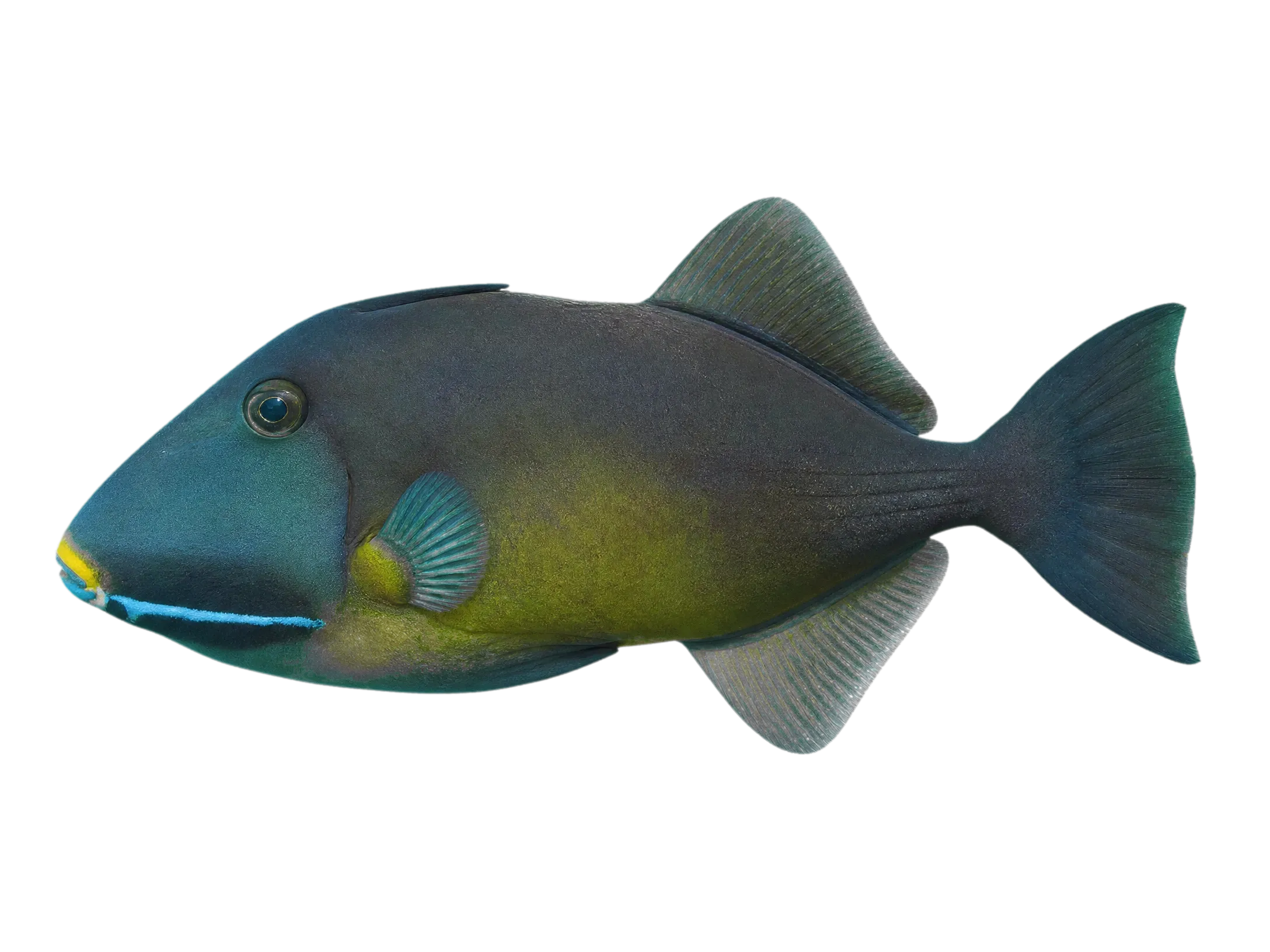 Masked triggerfish (Sufflamen fraenatum) specimen