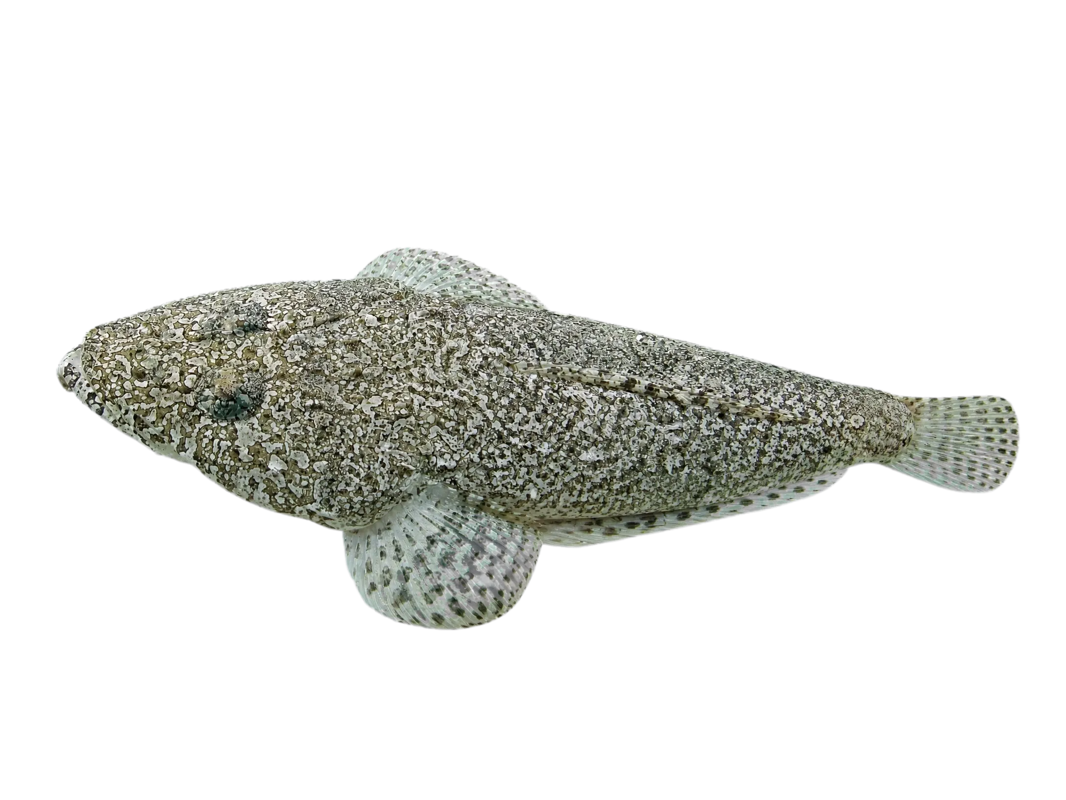 Broadhead flathead (Sunagocia arenicola) specimen