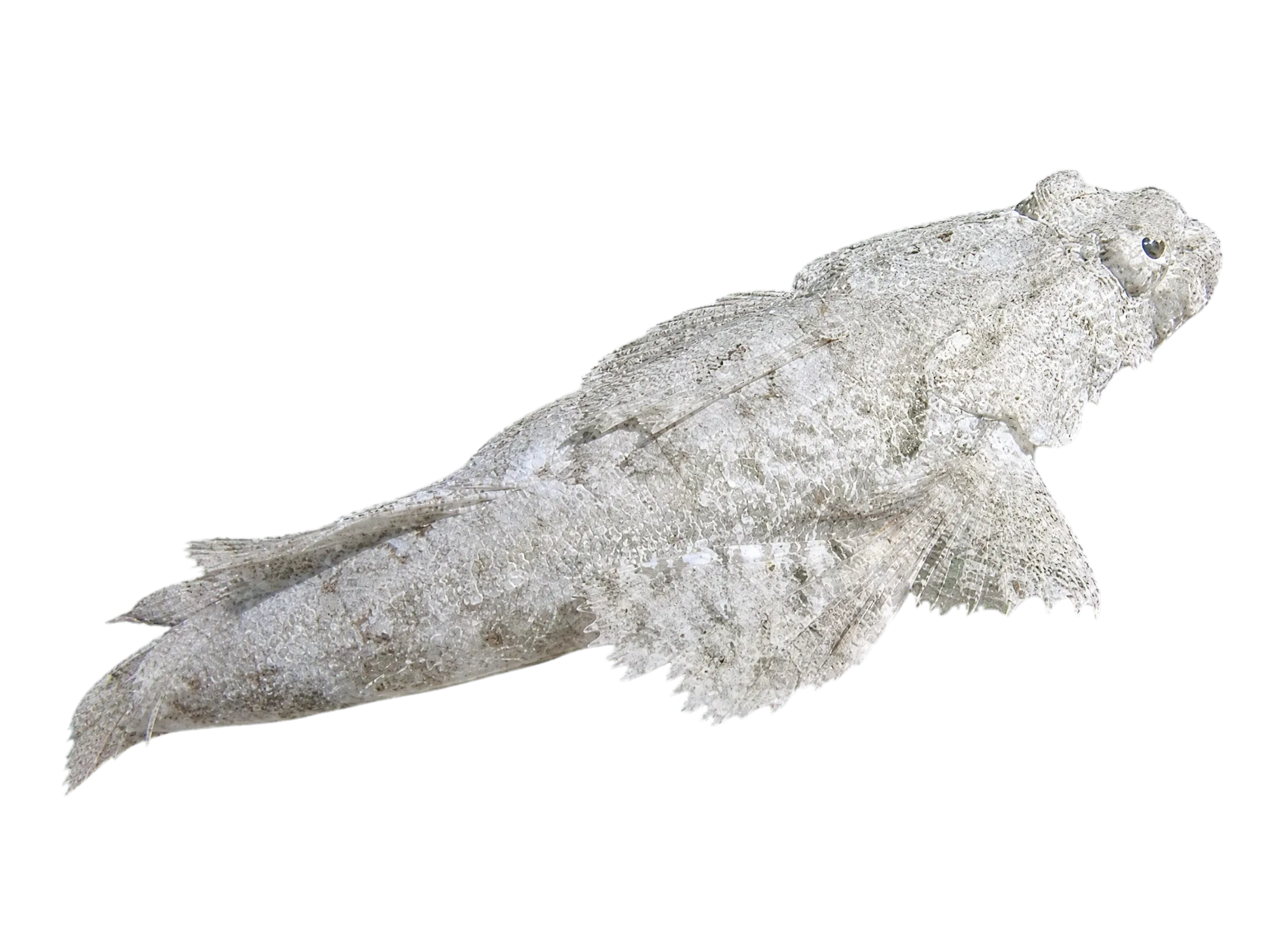 Fringelip flathead (Sunagocia otaitensis) specimen