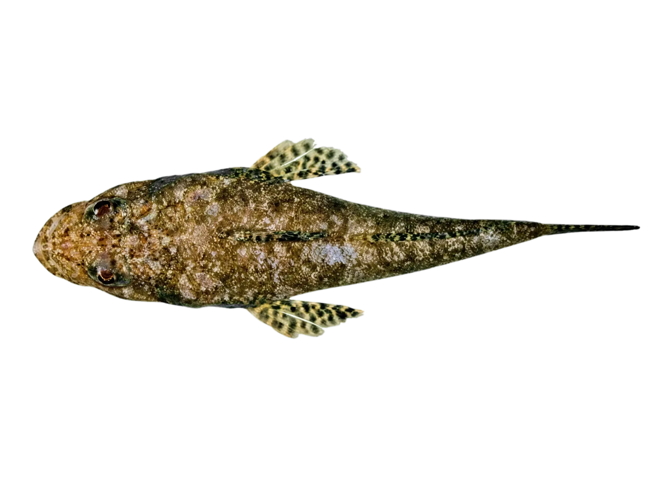 Sainsbury's flathead (Sunagocia sainsburyi) specimen