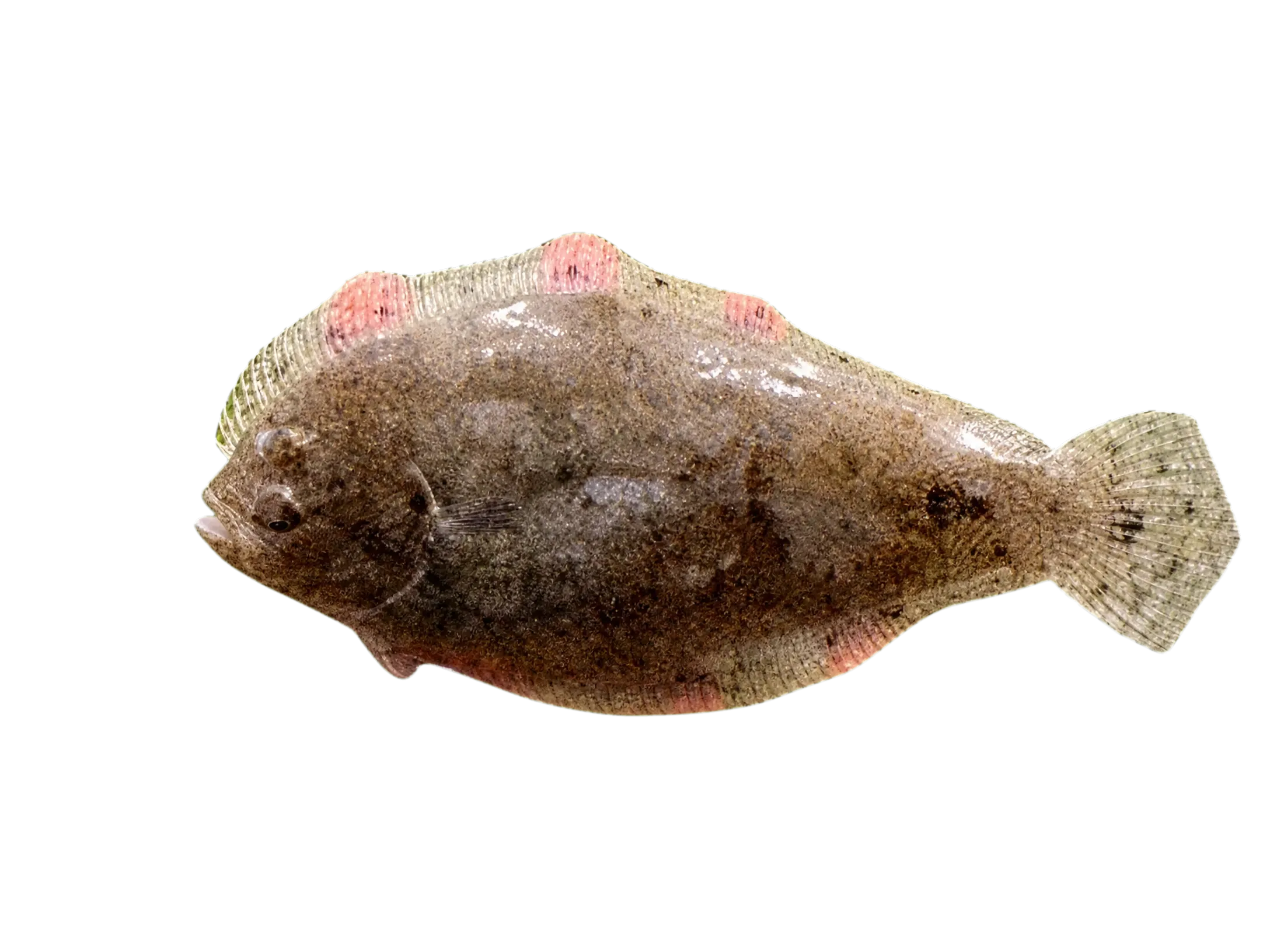 channel flounder (Syacium micrurum) specimen