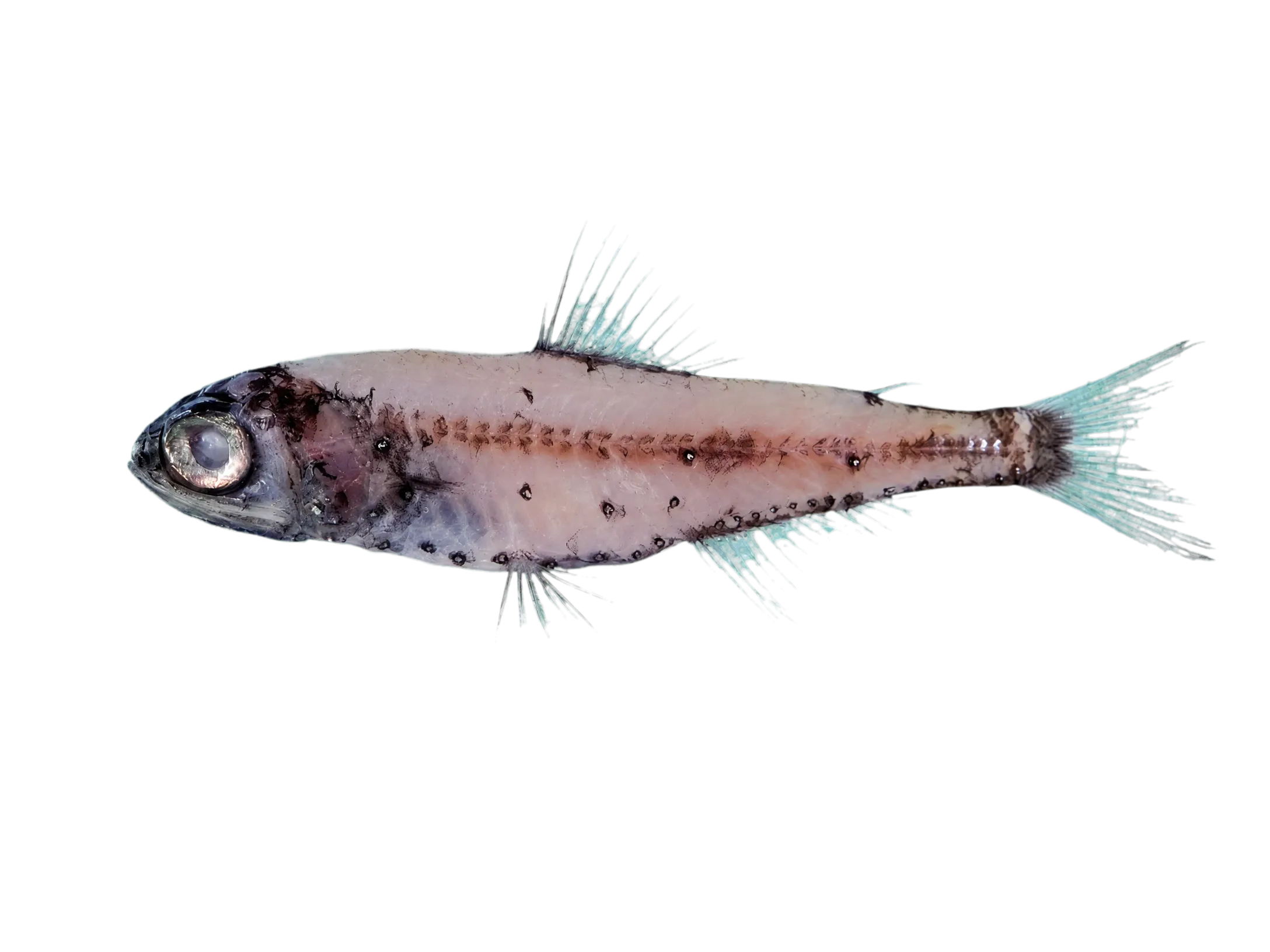 Evermann's lantern fish (Symbolophorus evermanni) specimen