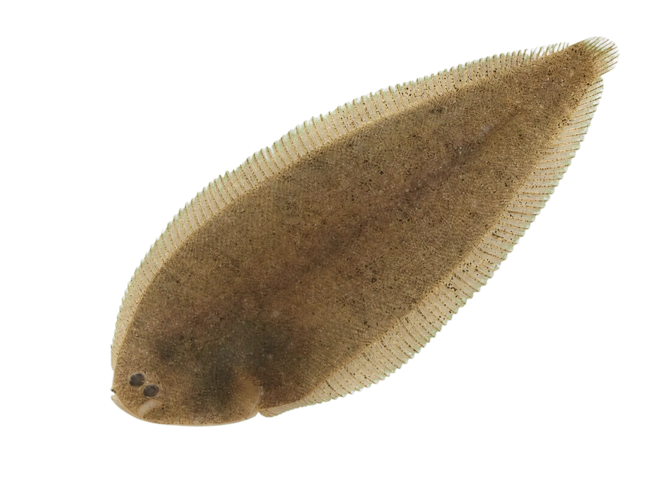 longtail tonguefish (Symphurus pelicanus) specimen