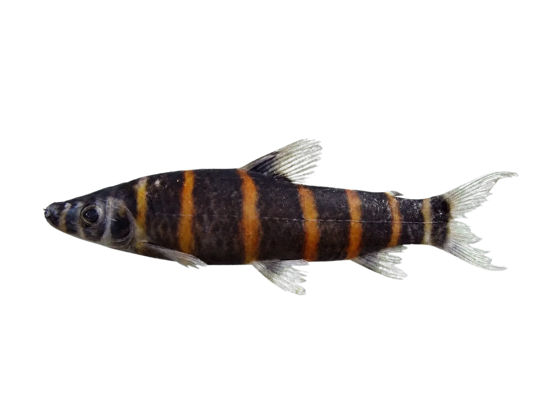 Synaptolaemus cingulatus (Synaptolaemus cingulatus) specimen