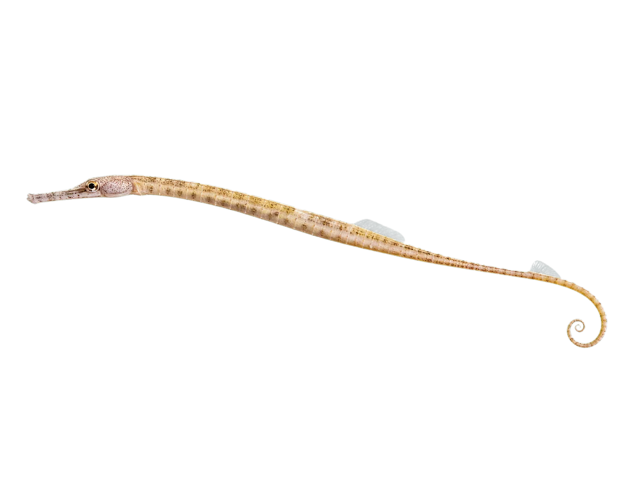 barred pipefish (Syngnathus auliscus) specimen