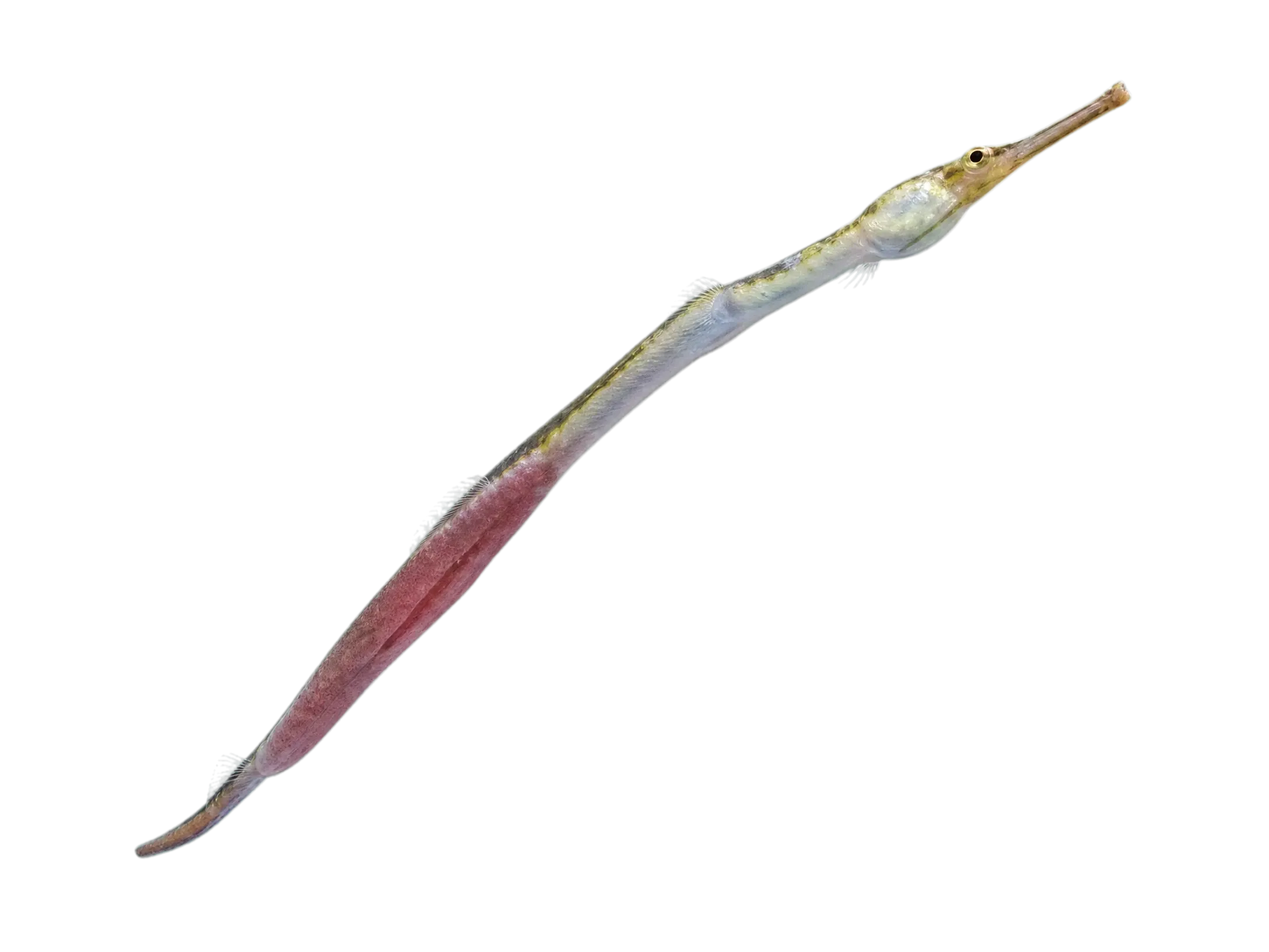 Large-fin Pipefish (Syngnathus macrobrachium) specimen