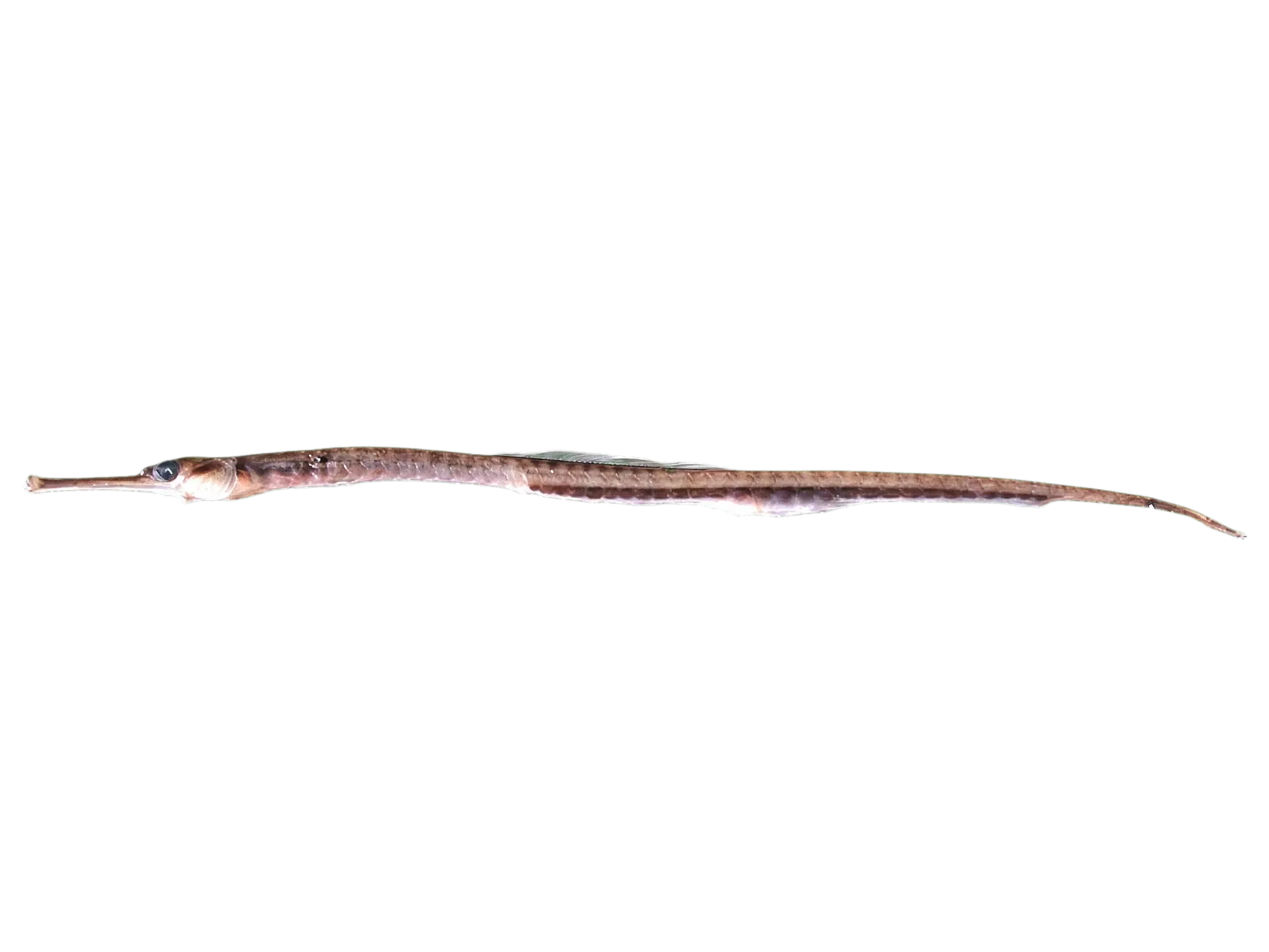 Black-Sea pelagic pipefish (Syngnathus schmidti) specimen