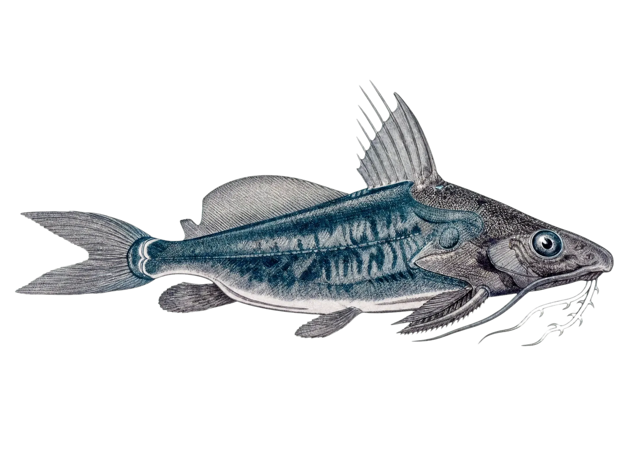 Squeaker Catfish (Synodontis arnoulti) specimen