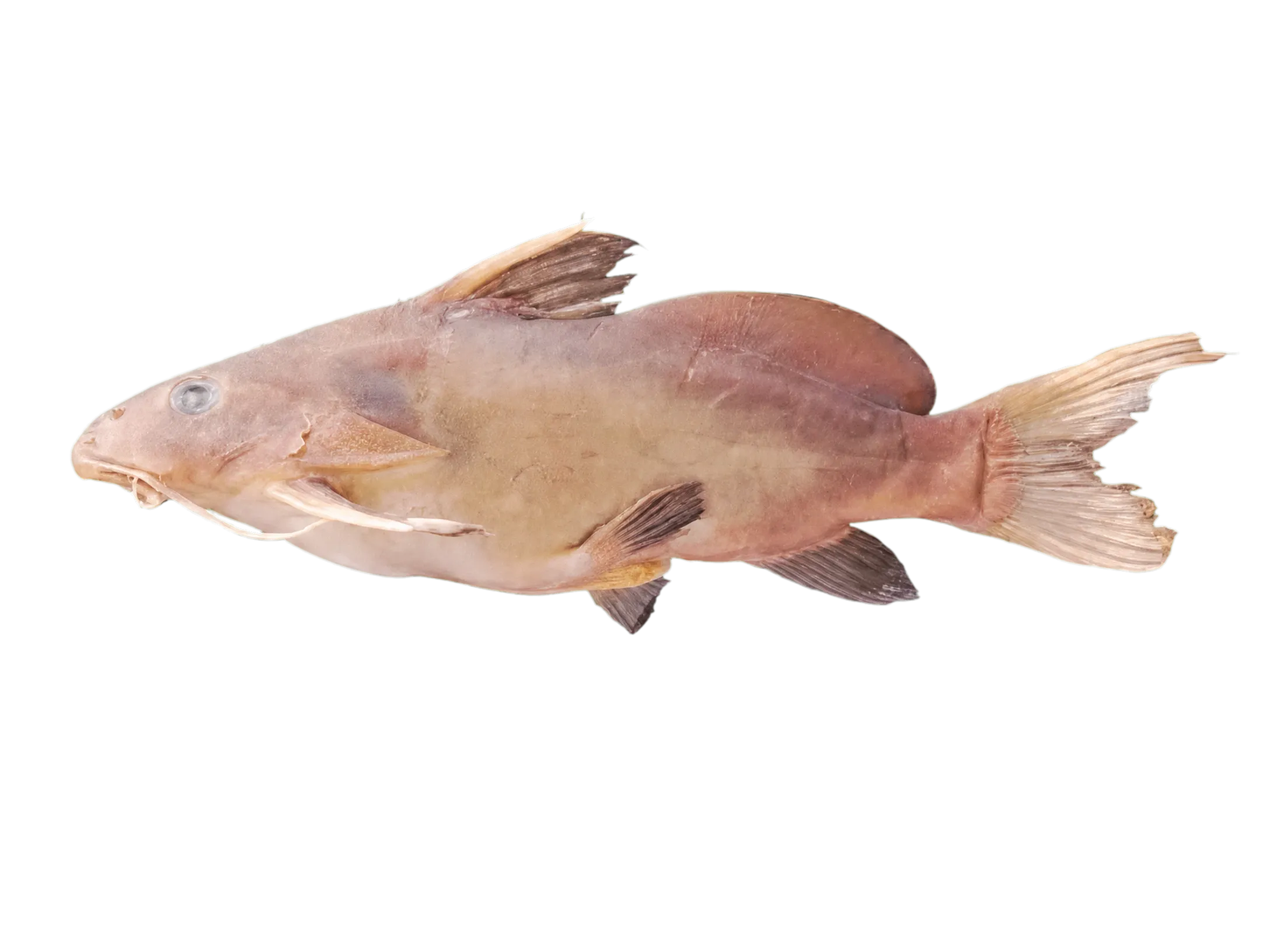 Synodontis kogonensis (Synodontis kogonensis) specimen