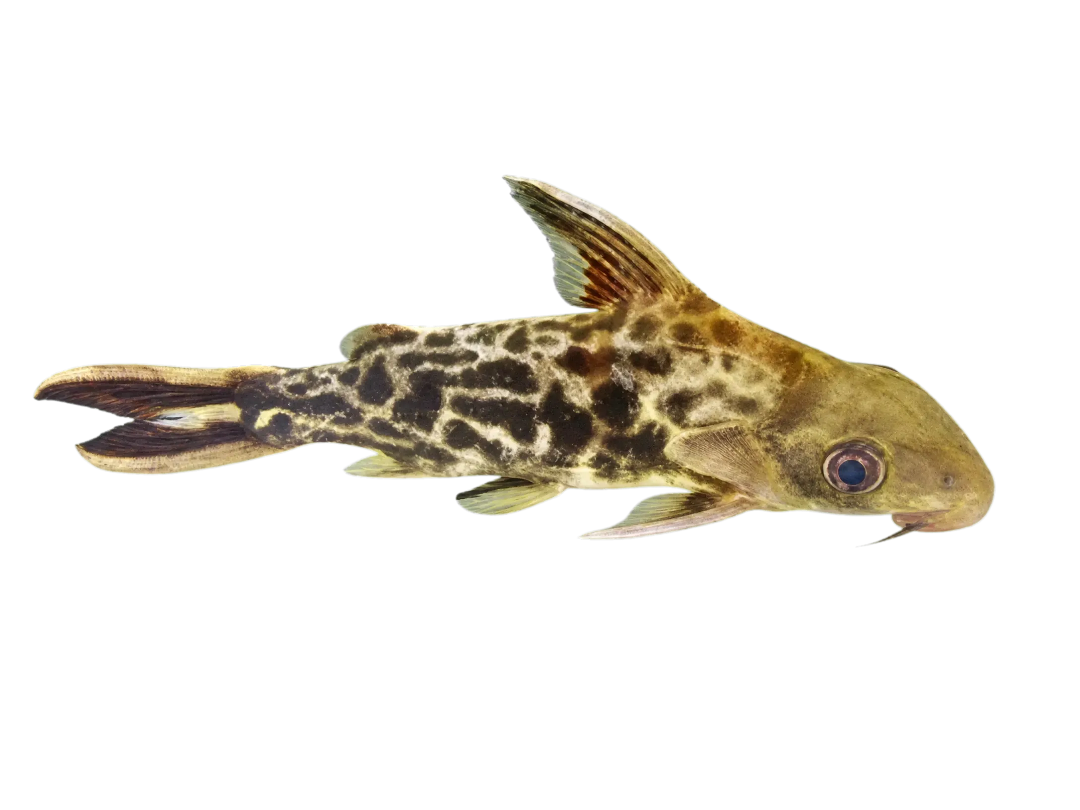 Congo squeaker (Synodontis pleurops) specimen