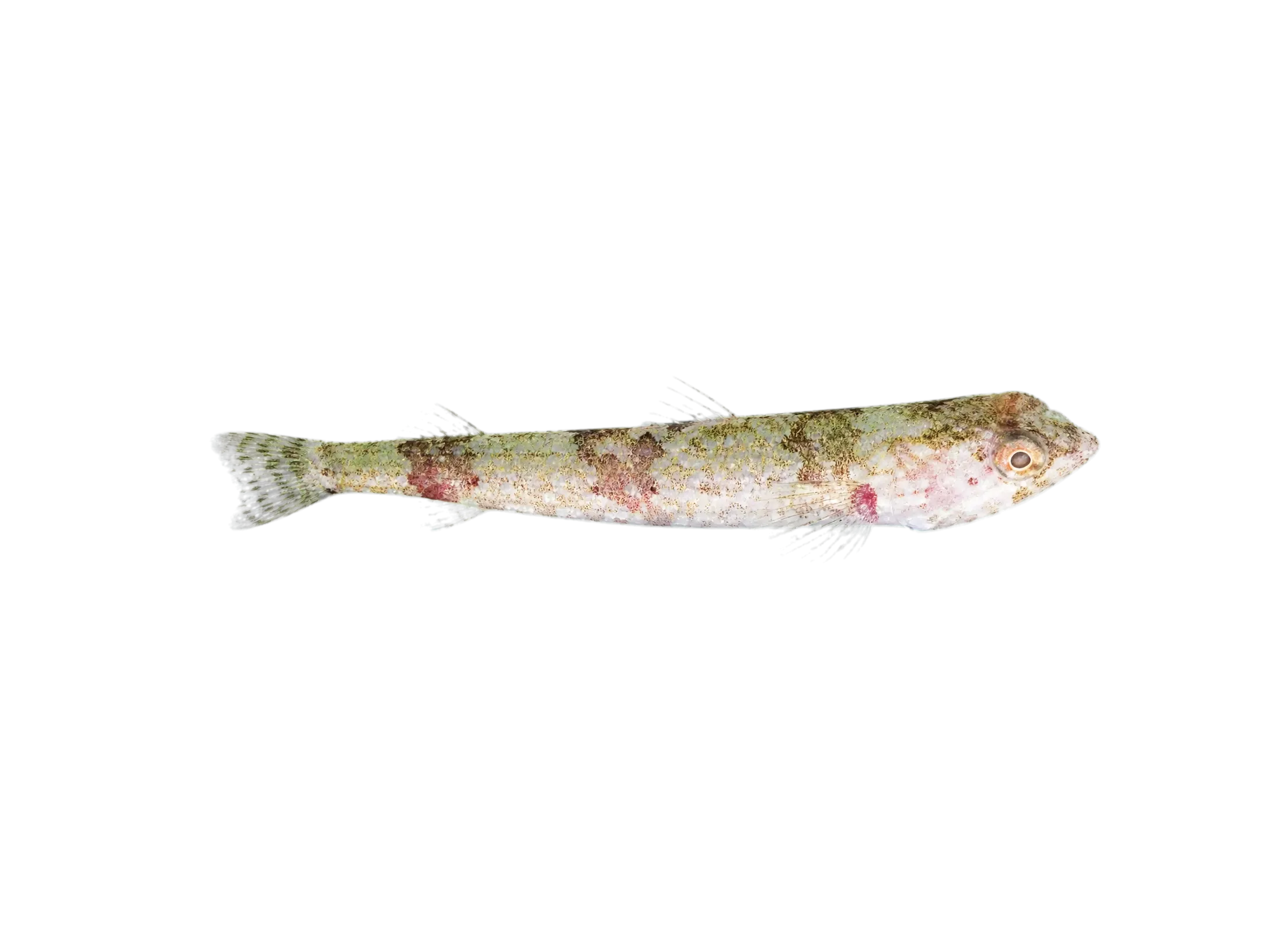 Autumn Lizardfish (Synodus autumnus) specimen