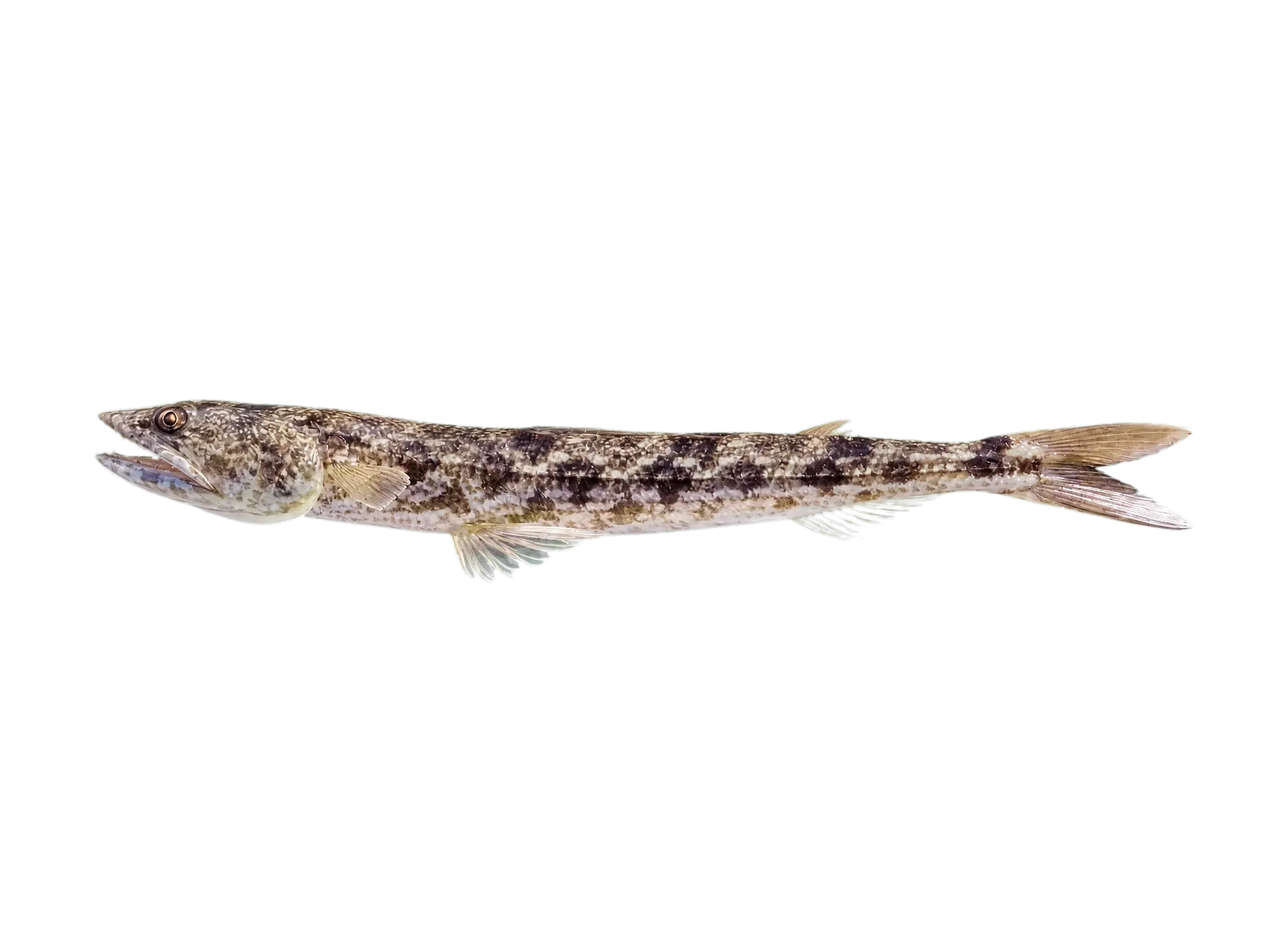 inshore lizardfish (Synodus foetens) specimen