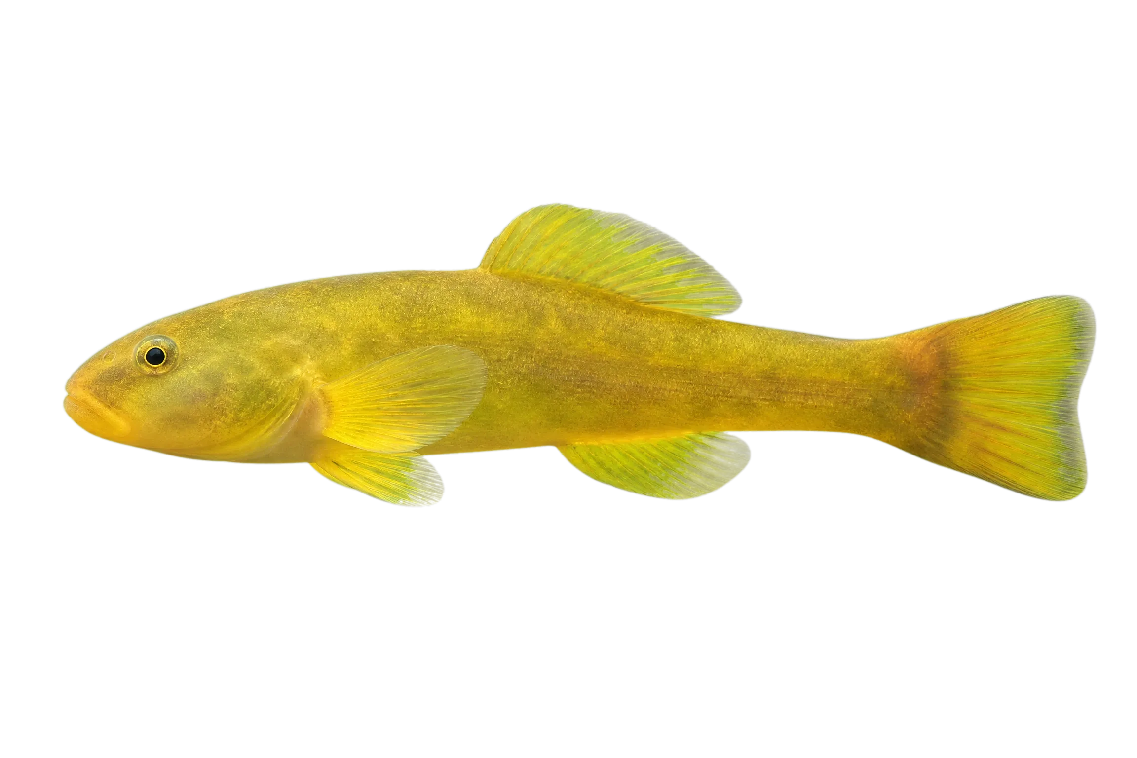 Ussuri catfish (Tachysurus ussuriensis) specimen