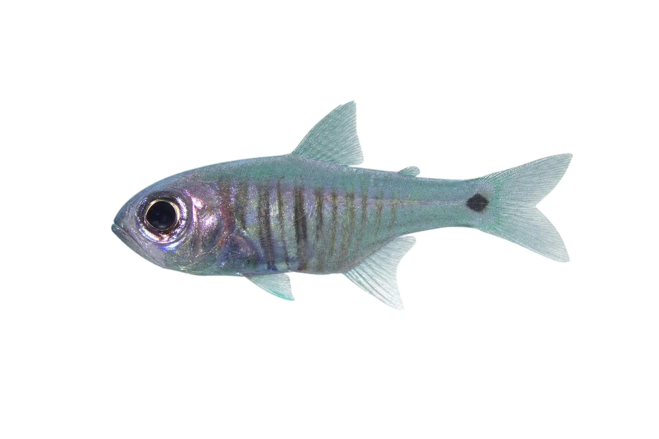 Taeniamia flavofasciata (Taeniamia flavofasciata) specimen