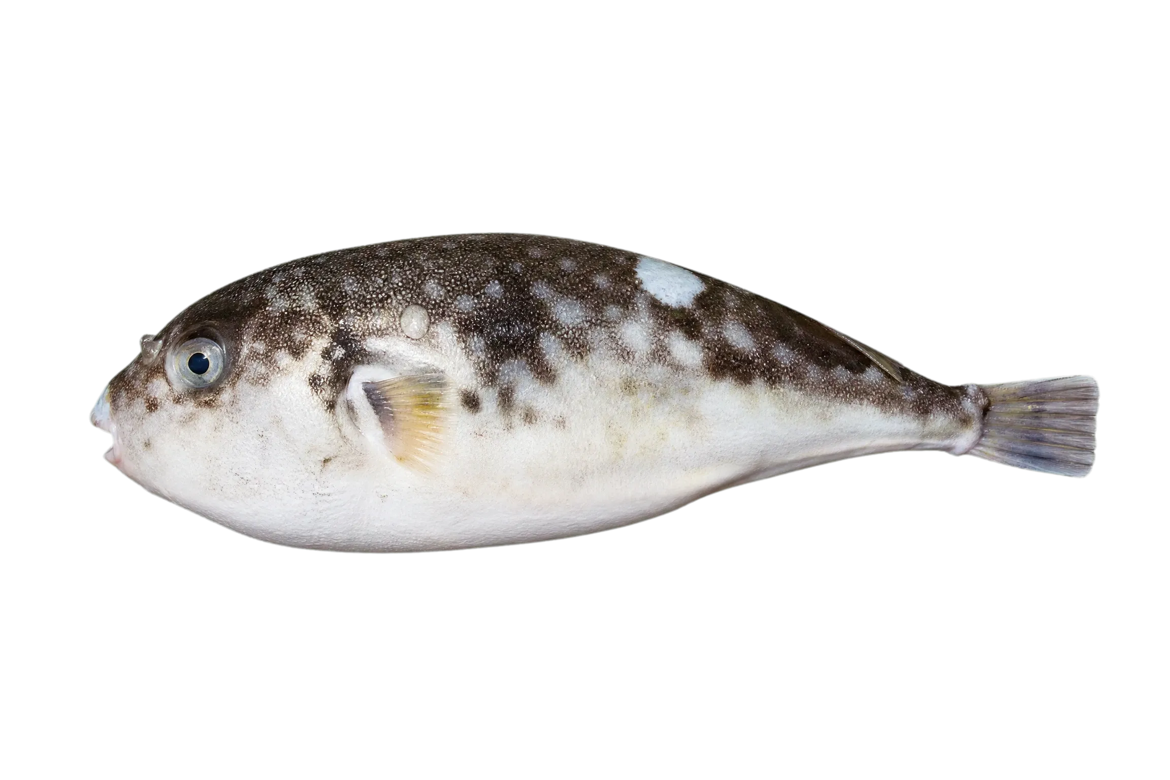 Fine Patterned Puffer (Takifugu flavipterus) specimen