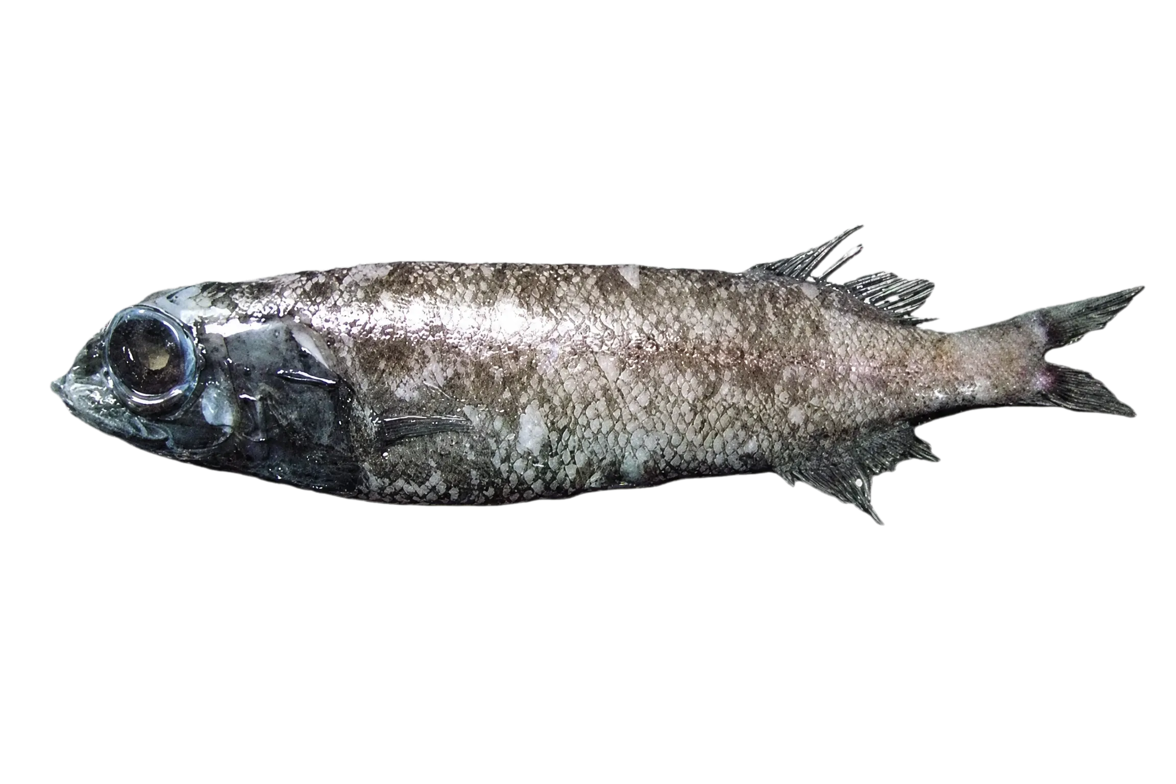 Talismania aphos (Talismania aphos) specimen
