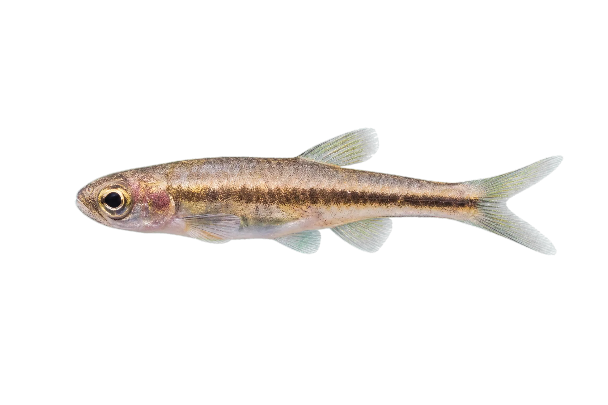 Cikola riffle dace (Telestes turskyi) specimen