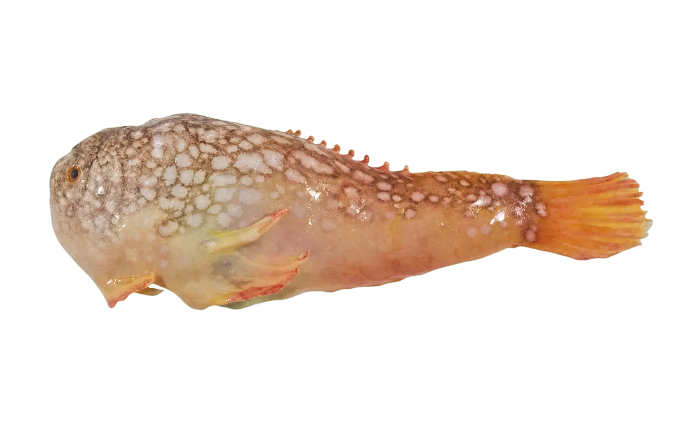 Four-armed frogfish (Tetrabrachium ocellatum) specimen