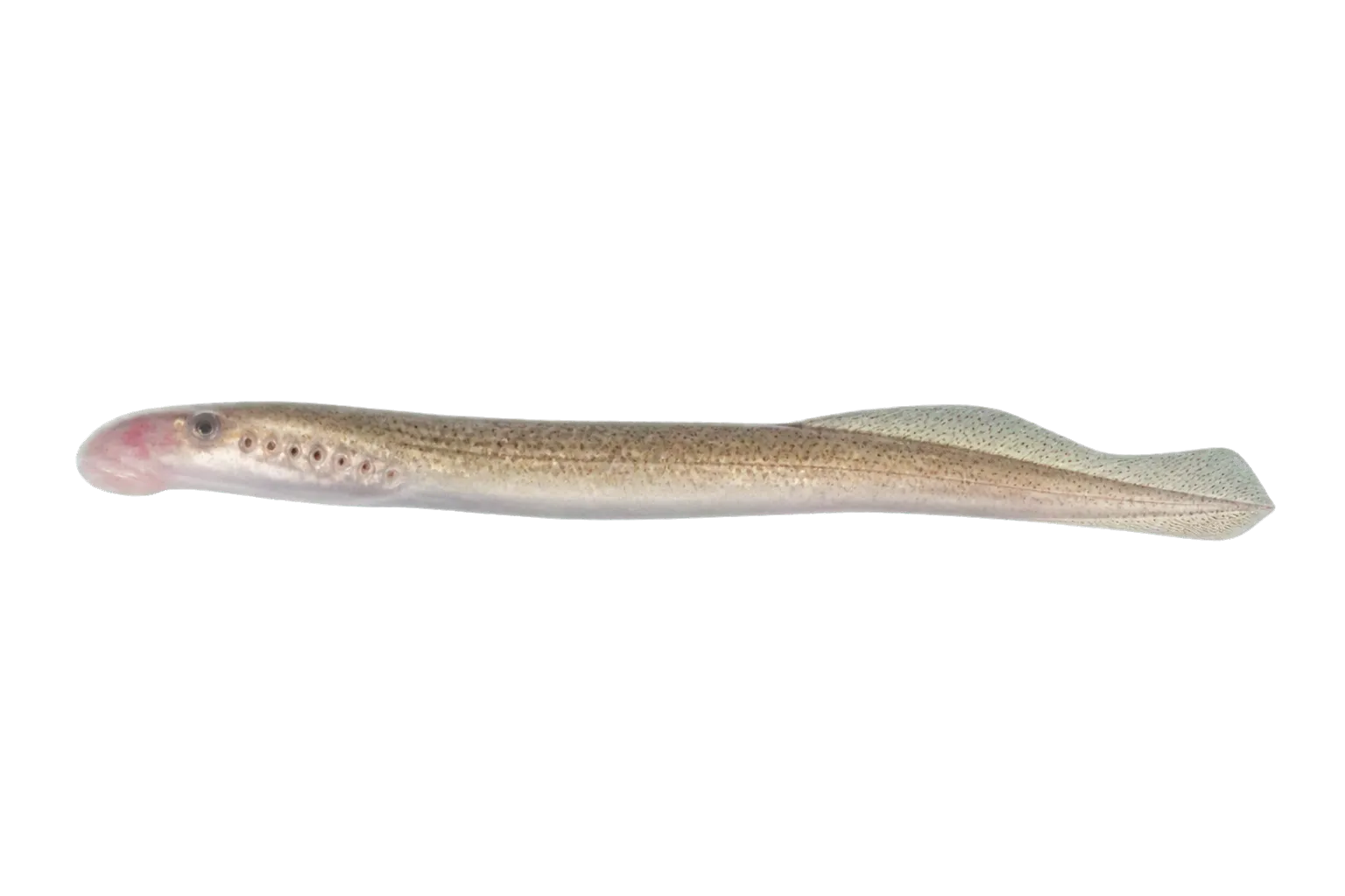 Jacona Lamprey (Tetrapleurodon geminis) specimen