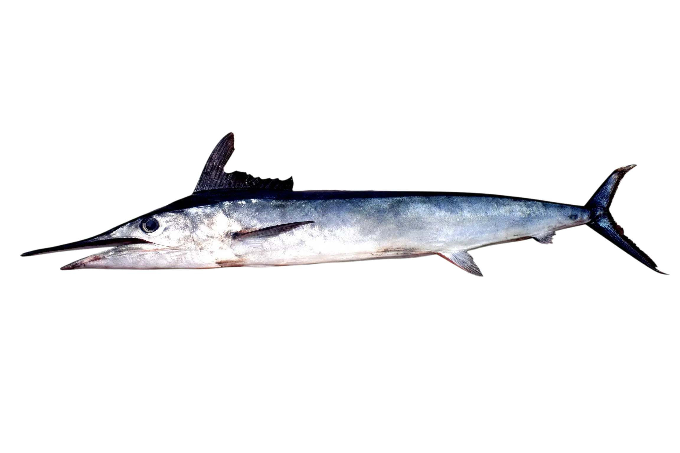 Mediterranean spearfish (Tetrapturus belone) specimen