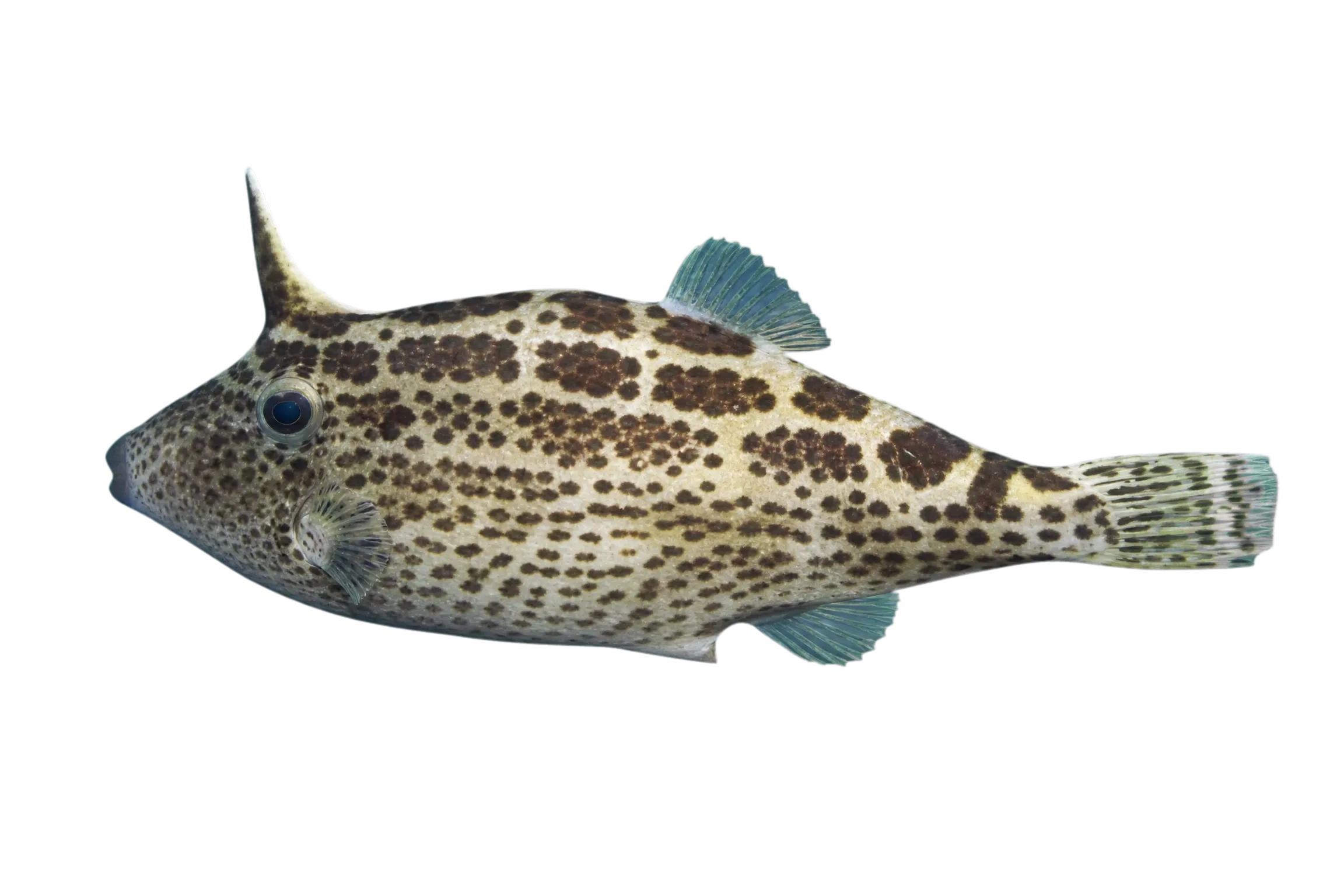 spotted filefish (Thamnaconus fajardoi) specimen