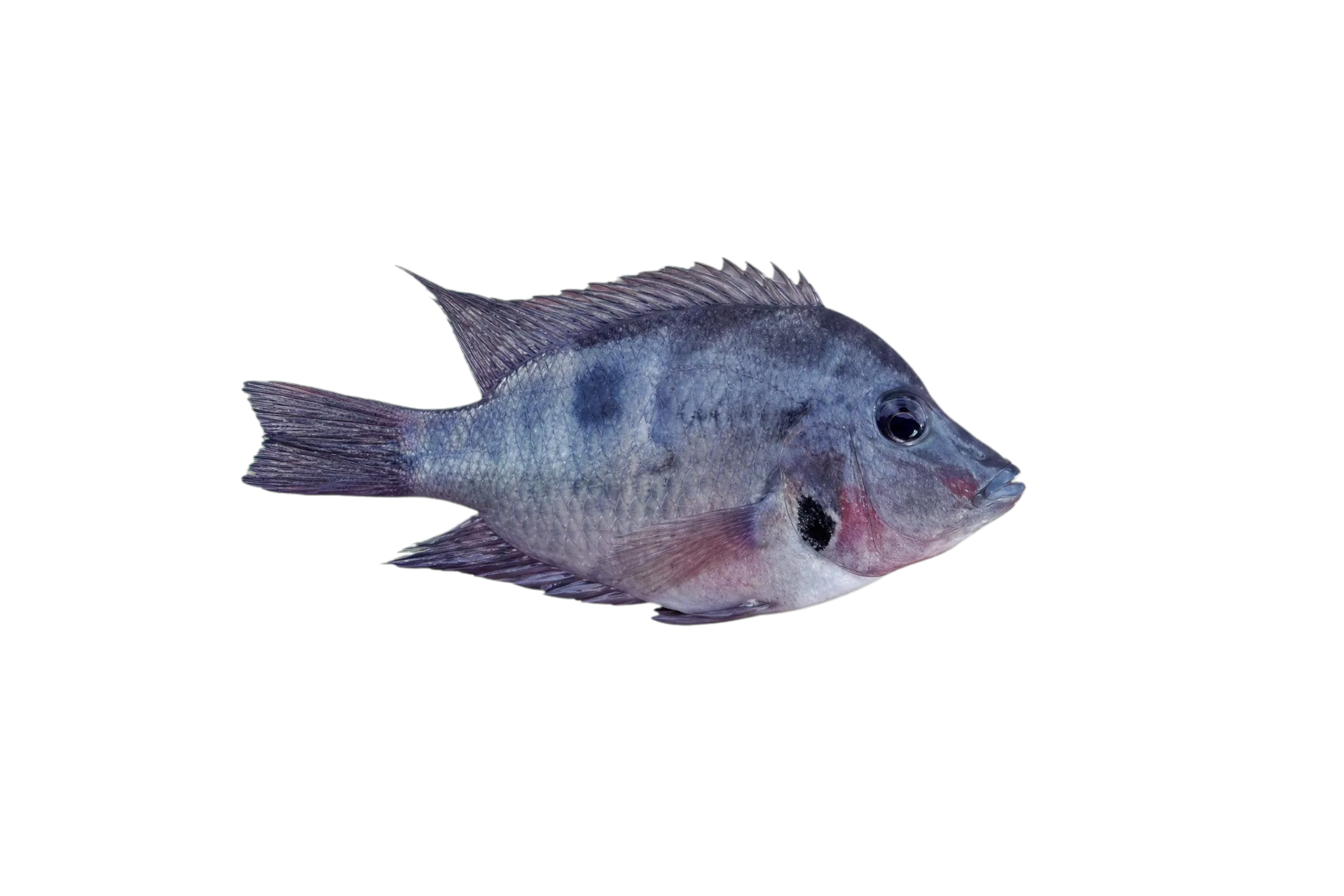 firemouth cichlid (Thorichthys meeki) specimen