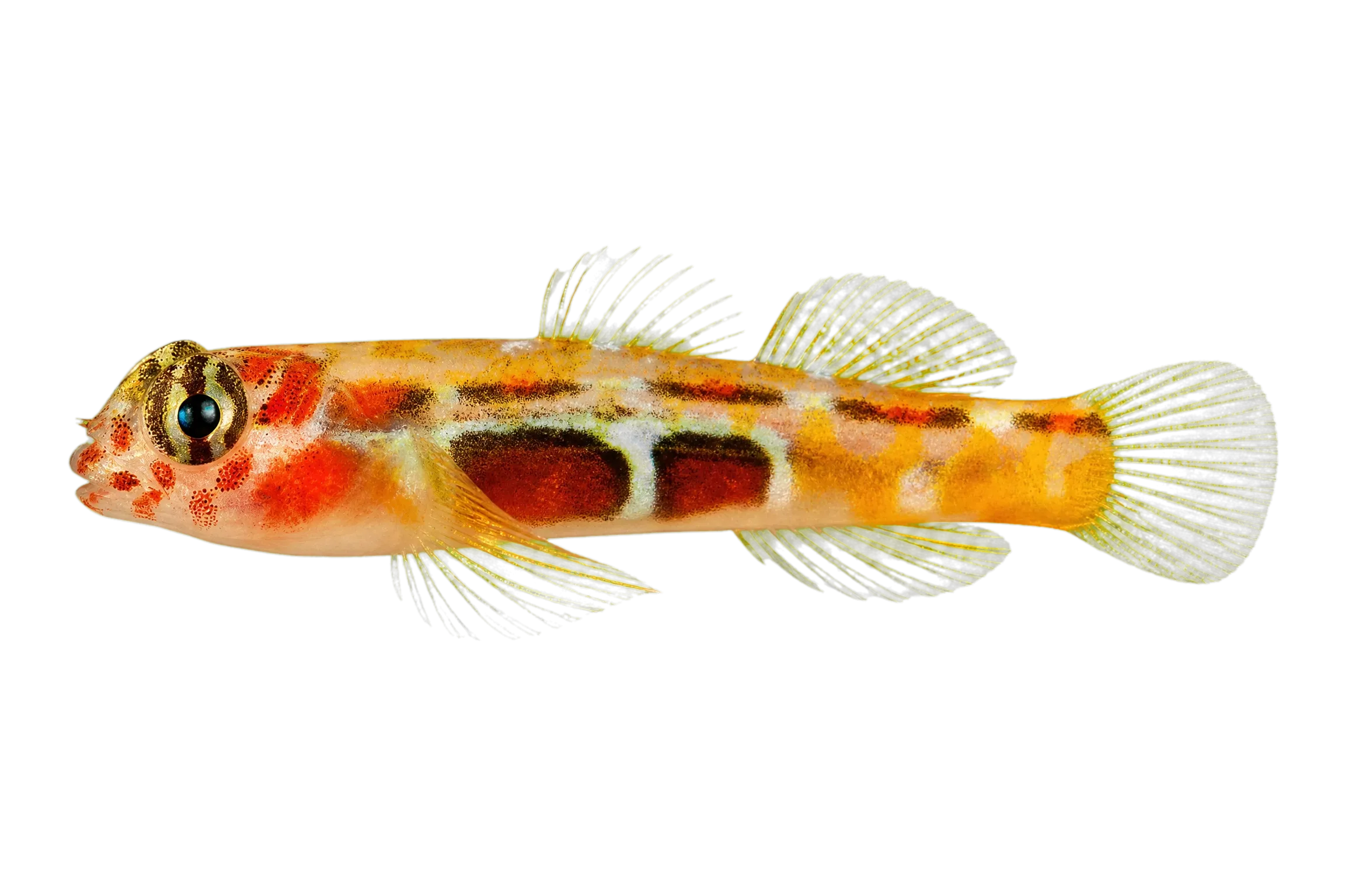 Orangesided goby (Tigrigobius dilepis) specimen